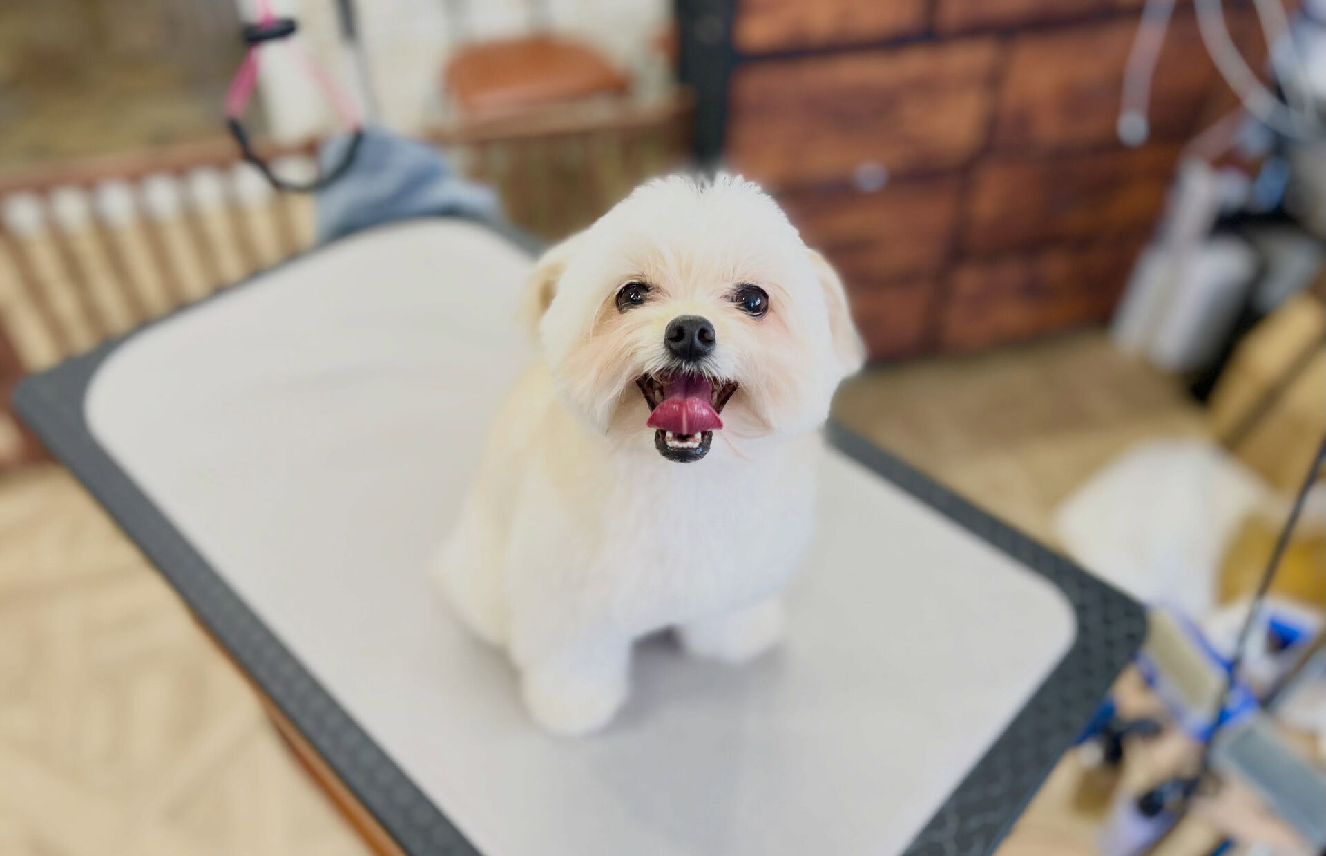 カットコースのミックスさん😄