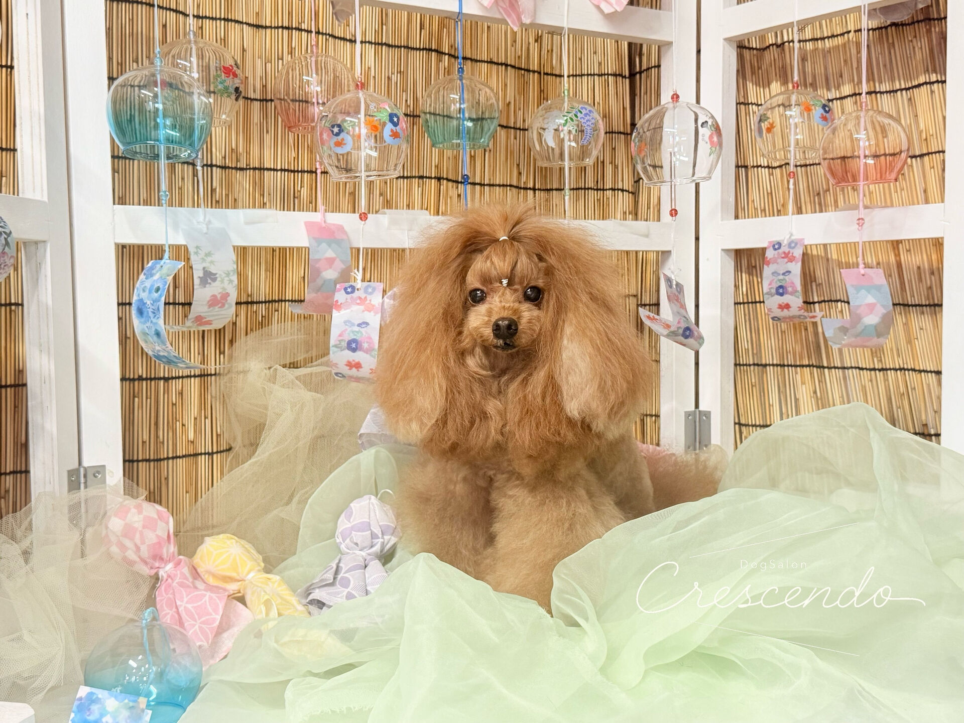 オシャンプードルさん🐩✨️