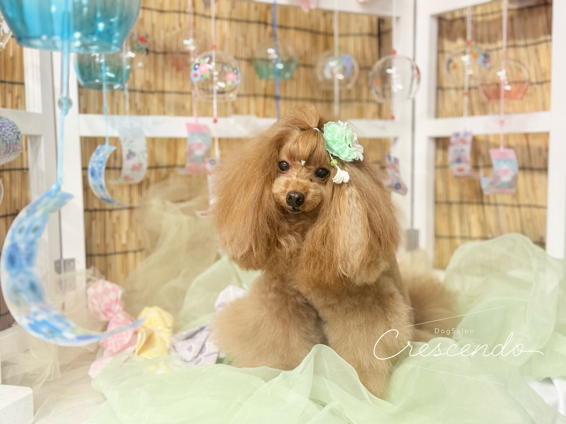 オシャンプードルさん🐩✨️