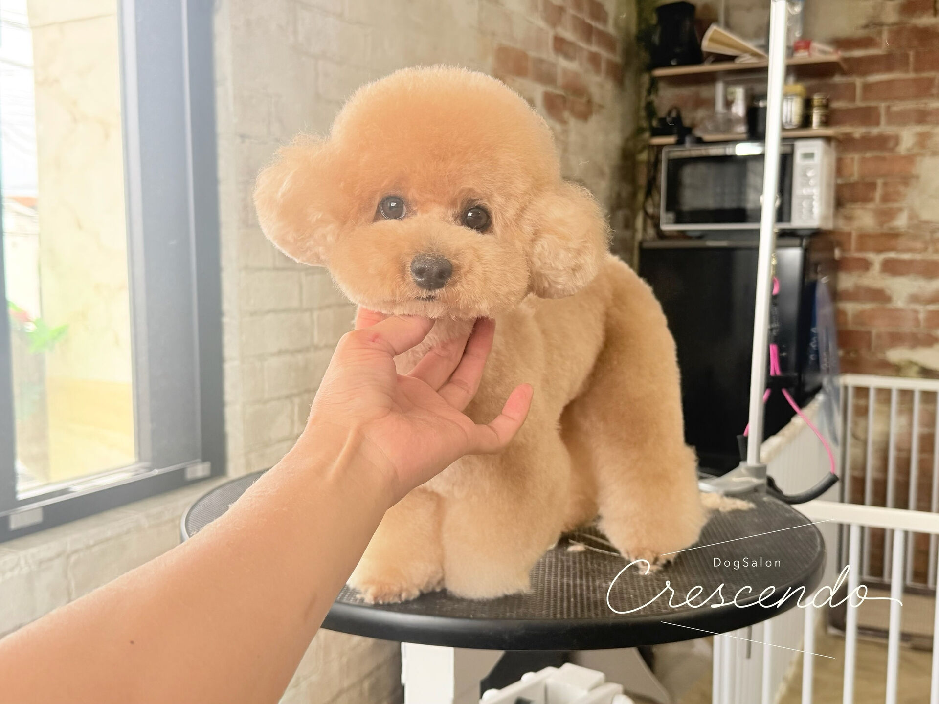 耳がぴょこんとしてるカット✂️