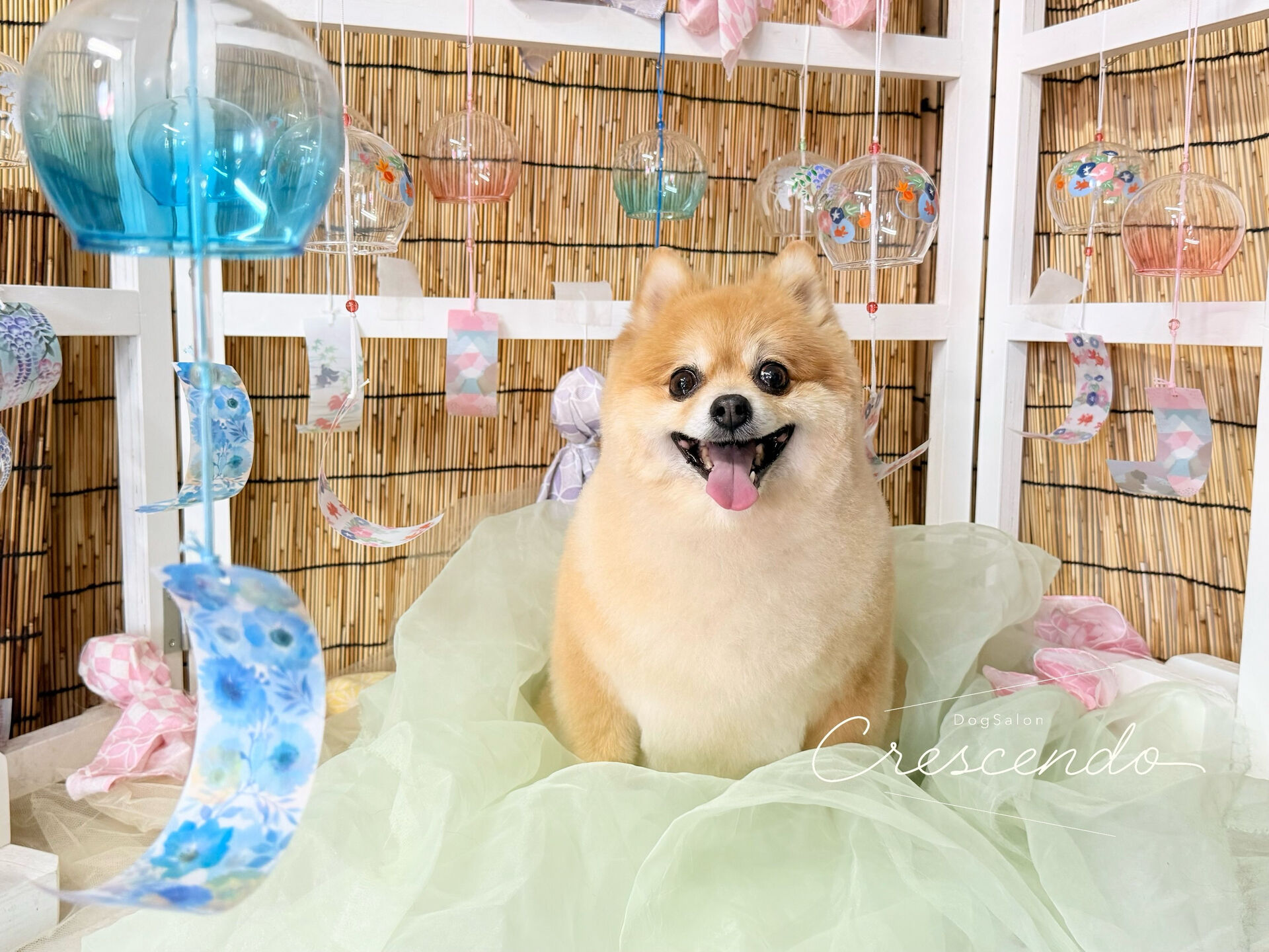 ご新規のポメラニアンさん😃