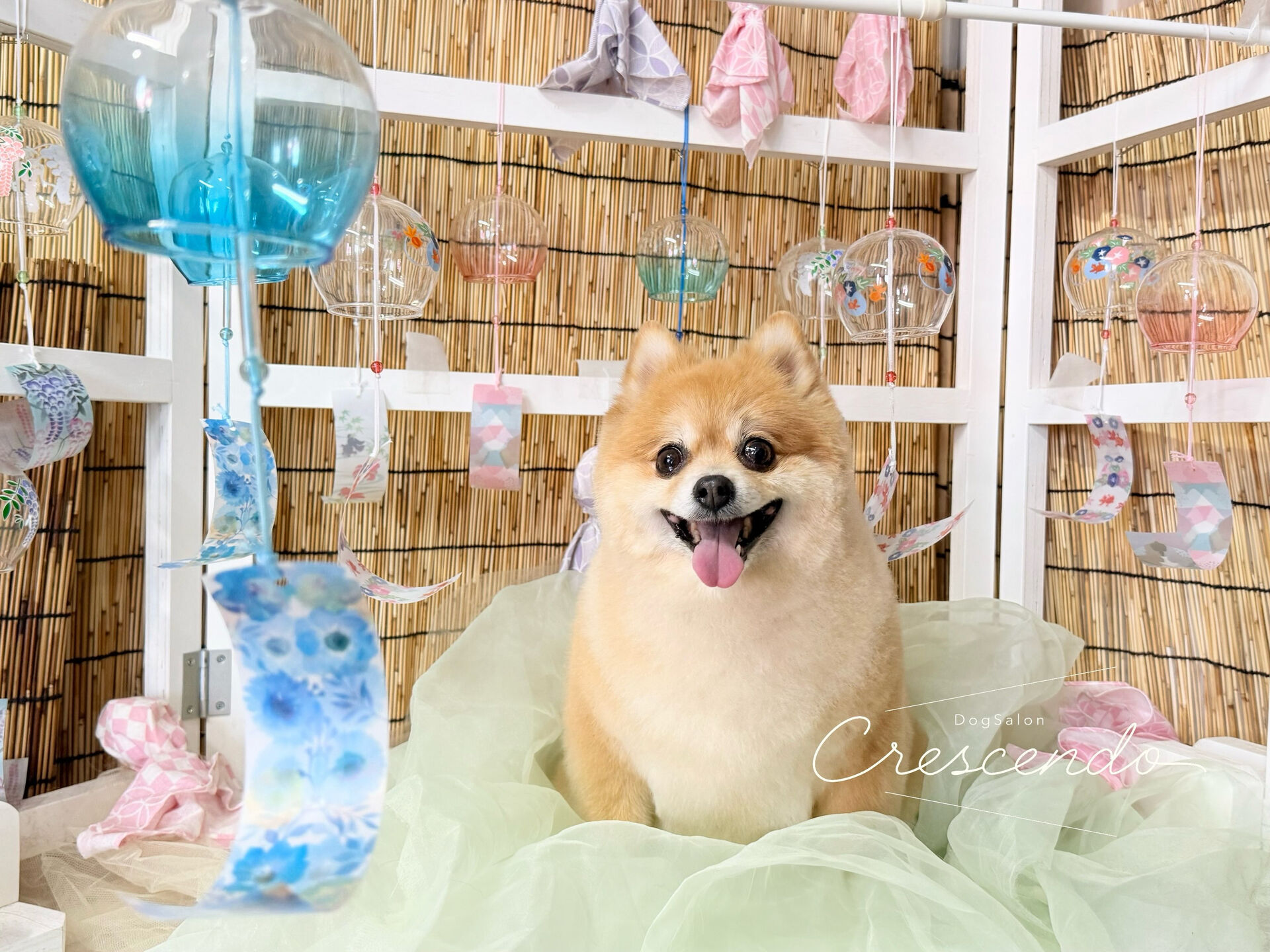 ご新規のポメラニアンさん😃