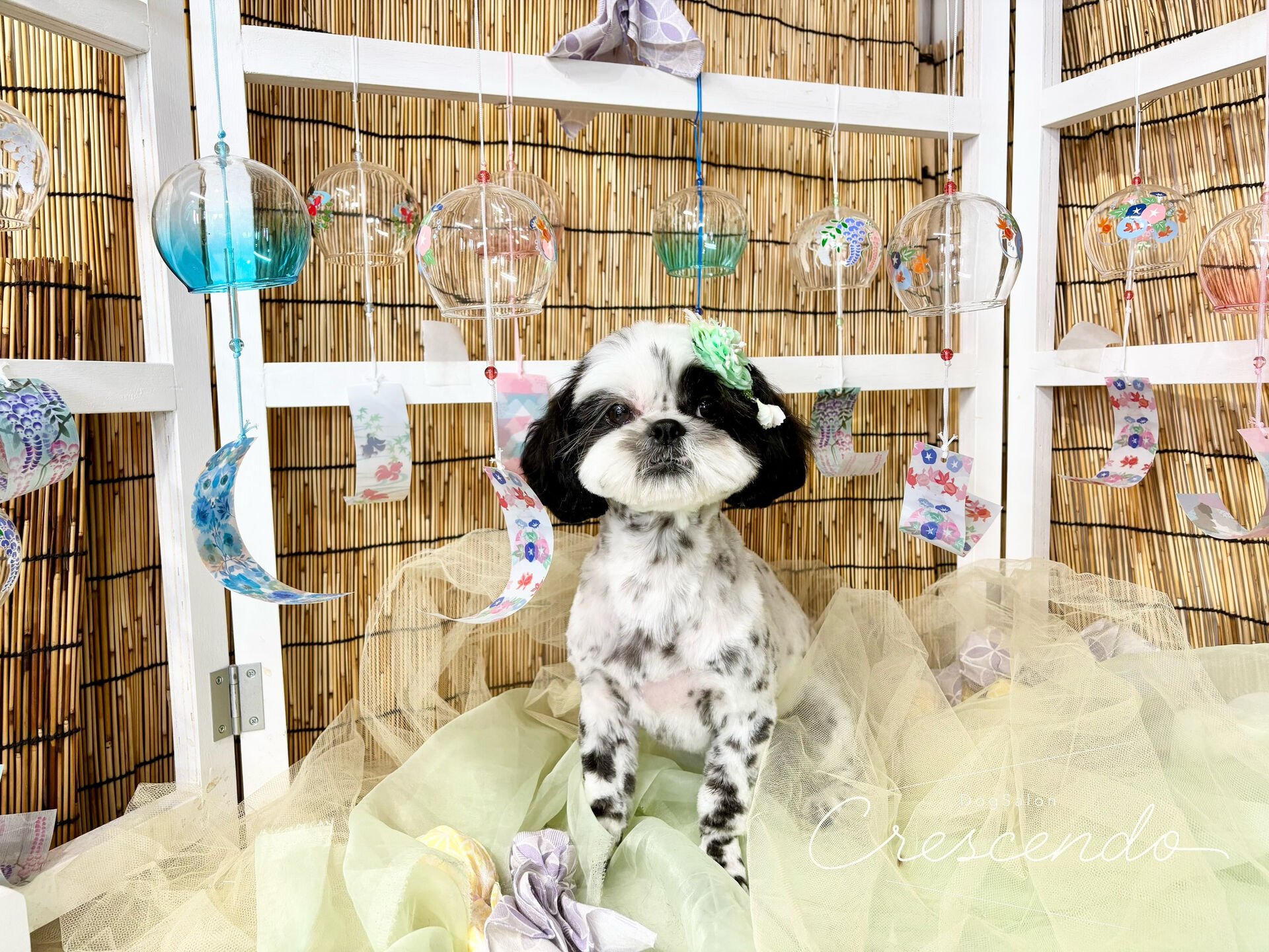 カットコースのシーズーさん🐶💕