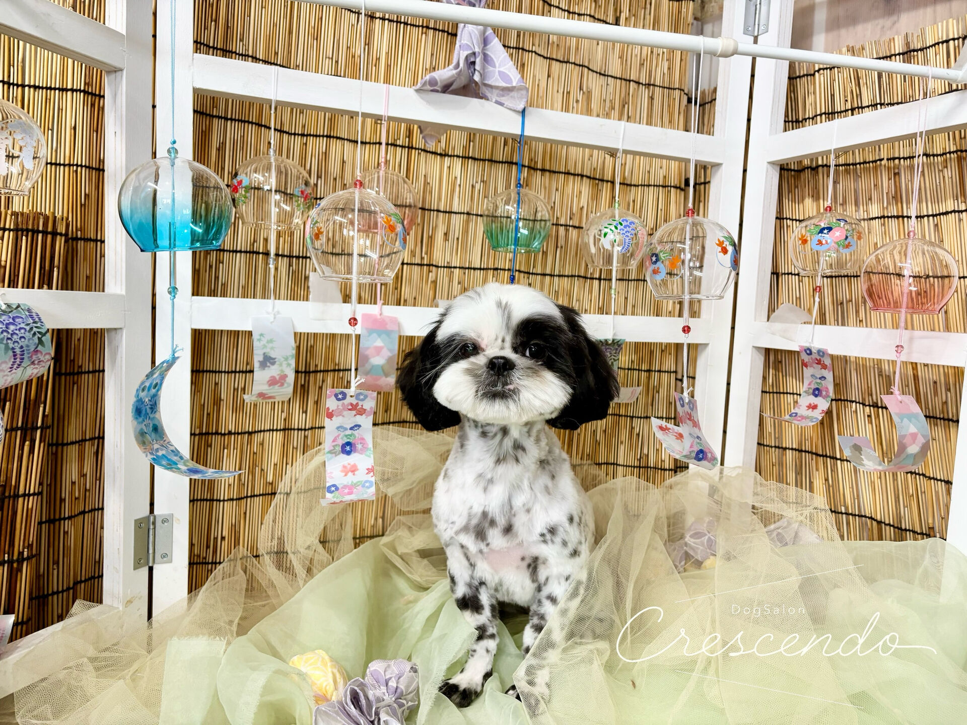 カットコースのシーズーさん🐶💕