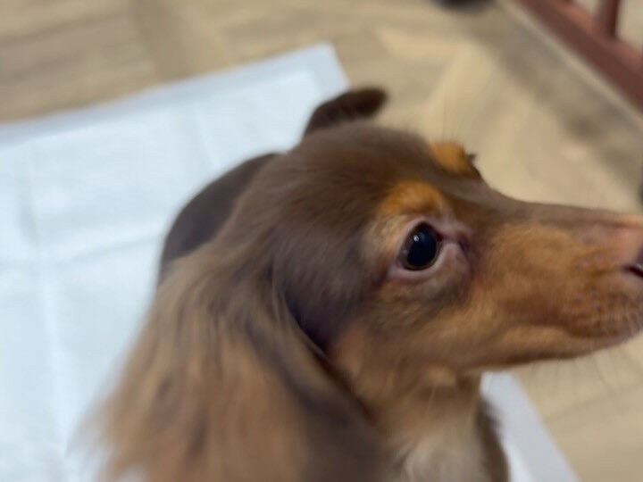 初めましてのダックスさん♡