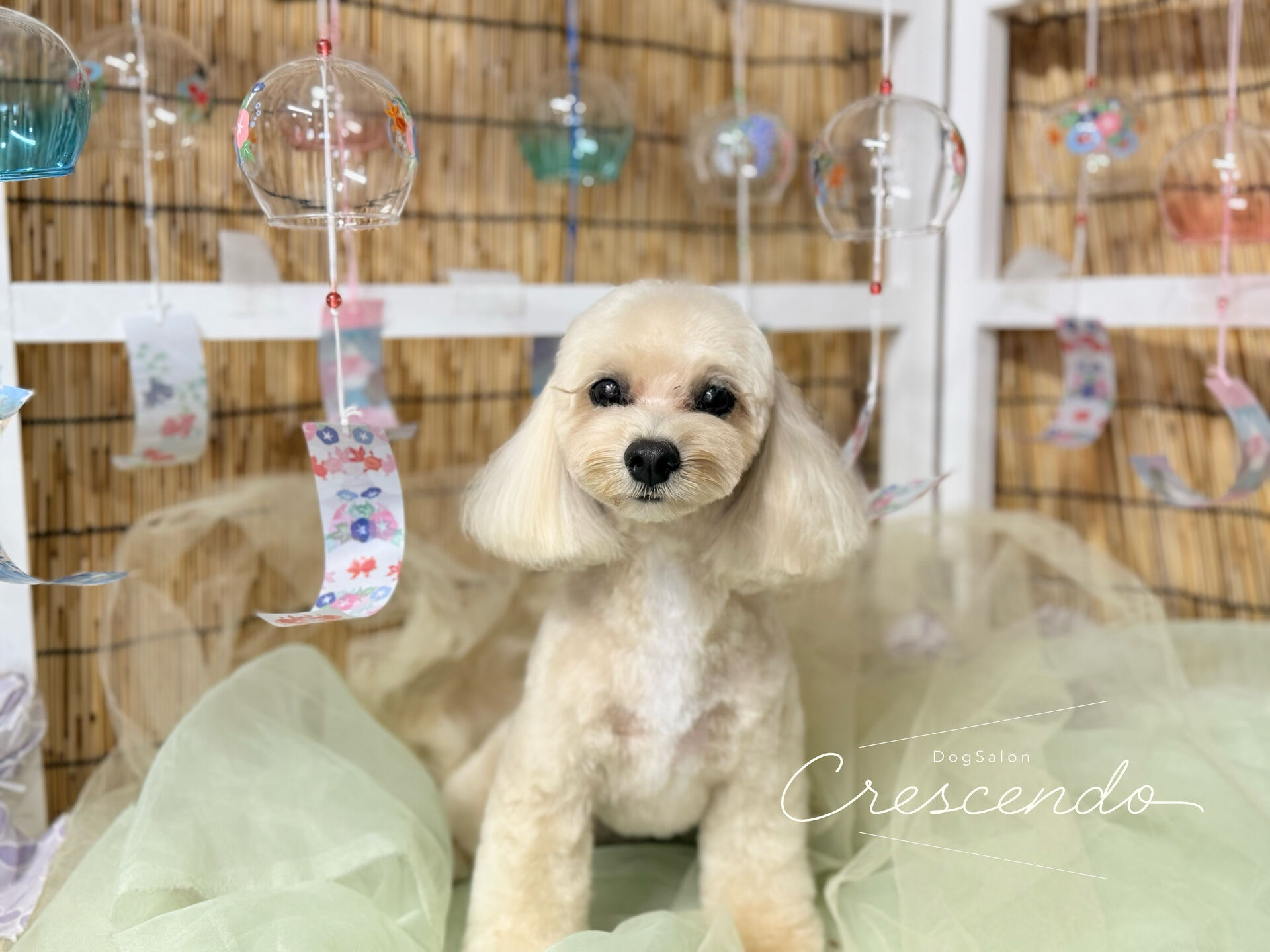 マルプーさん✨️2回目のご利用です🥰ご指名ありがとうございま