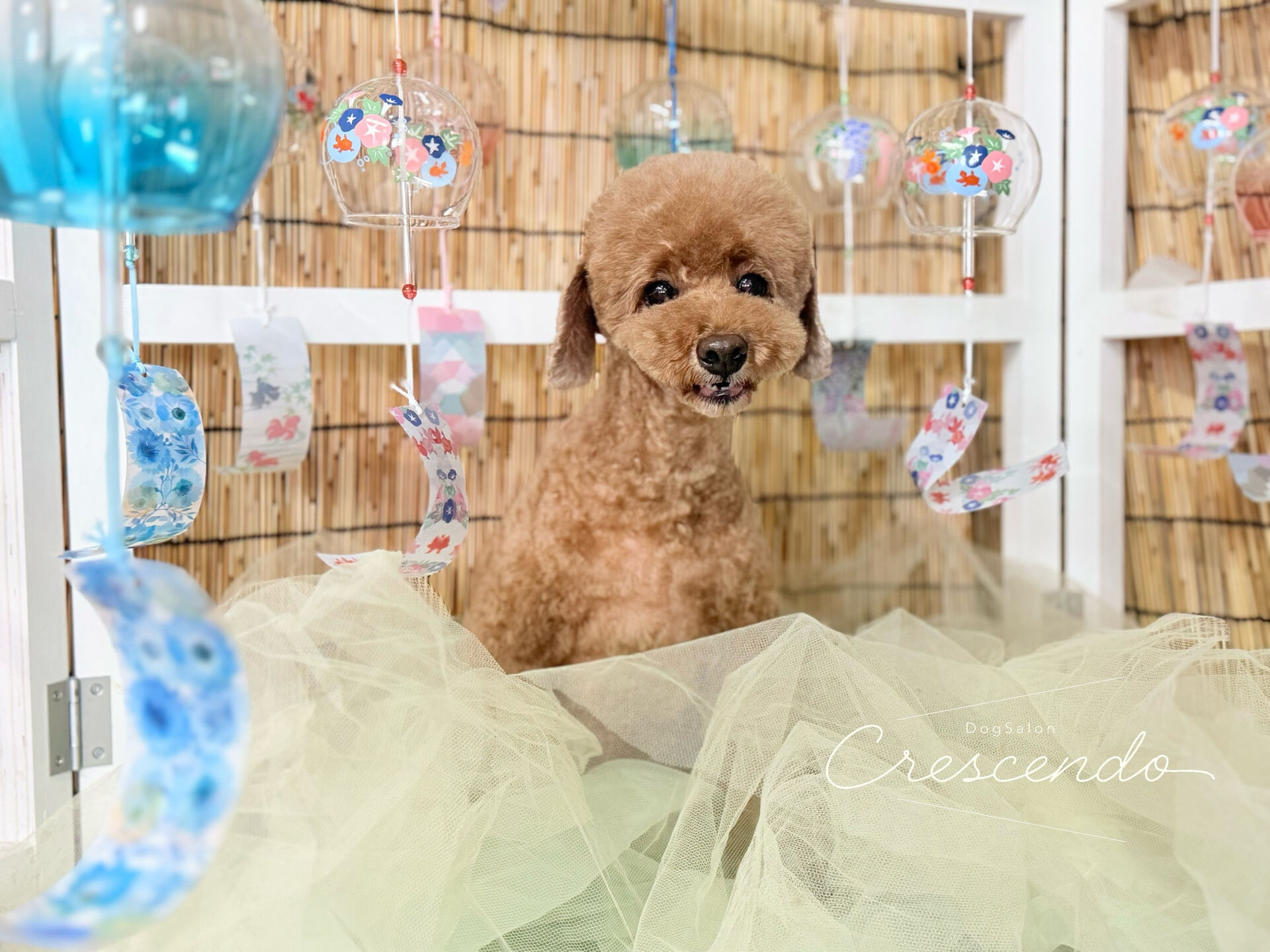 耳がつるつるのピーナッツカット✂️🥜✨️