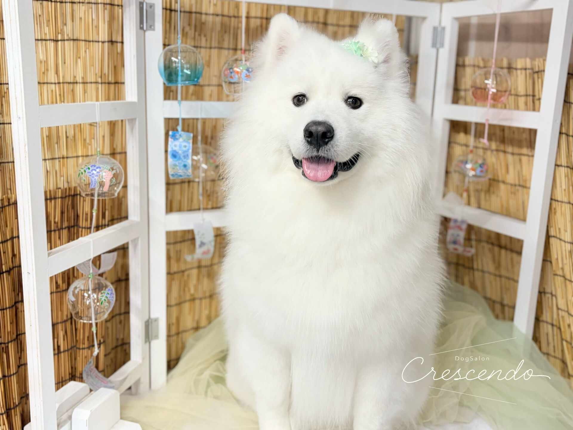 初めましてのサモエドさん😊