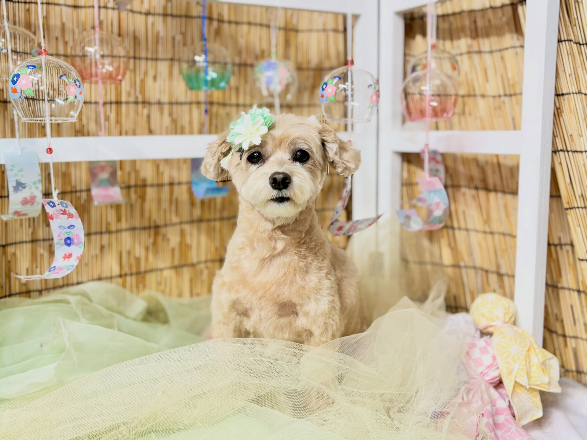 カットコースのミックスさん🐶