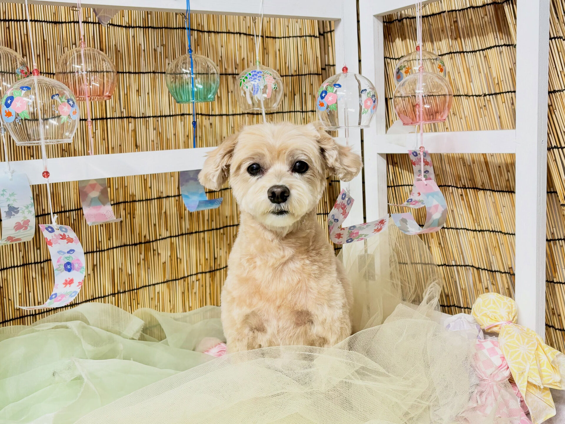 カットコースのミックスさん🐶