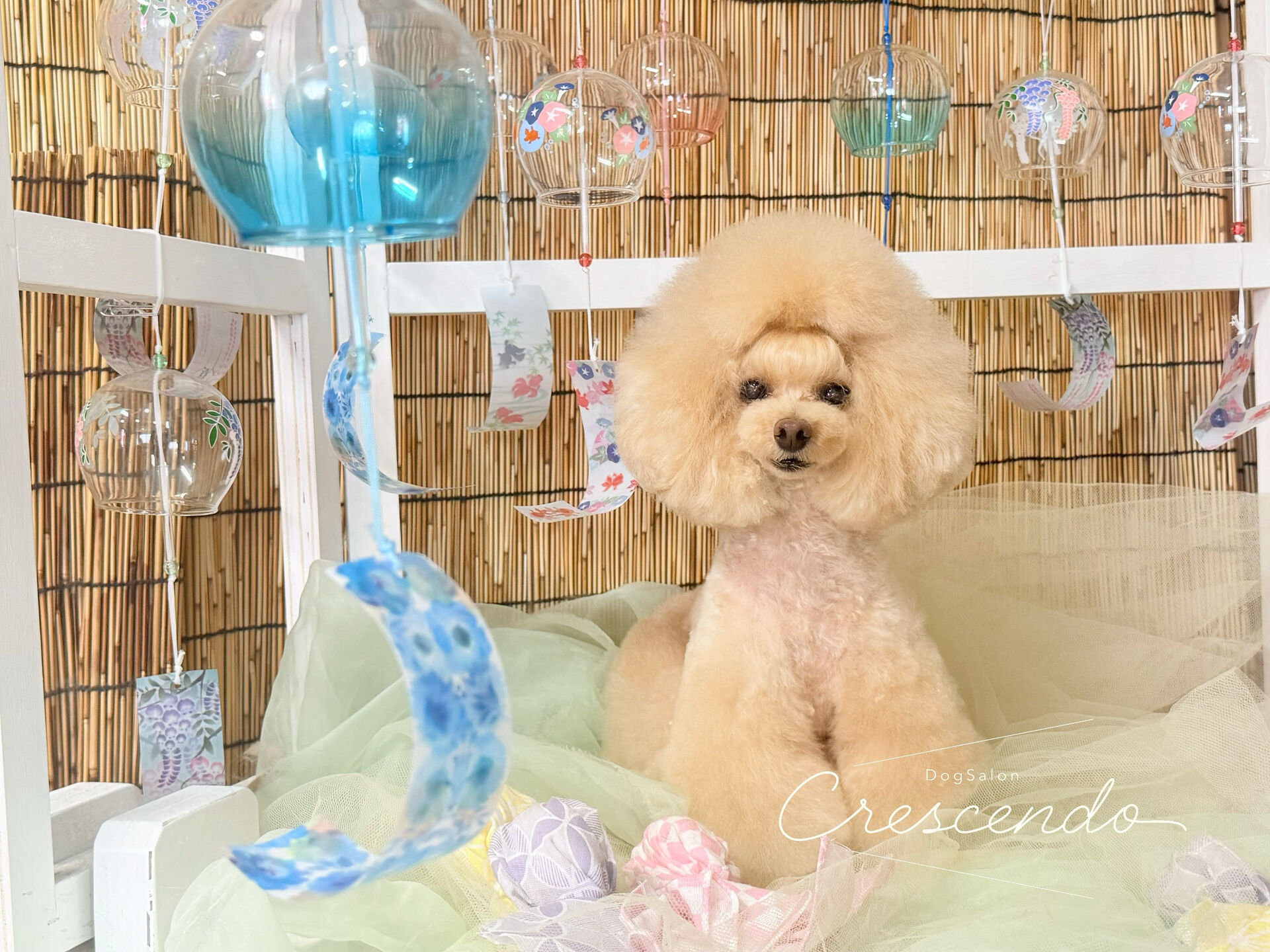 トップノットでオシャレさんのプードルちゃま💃✨