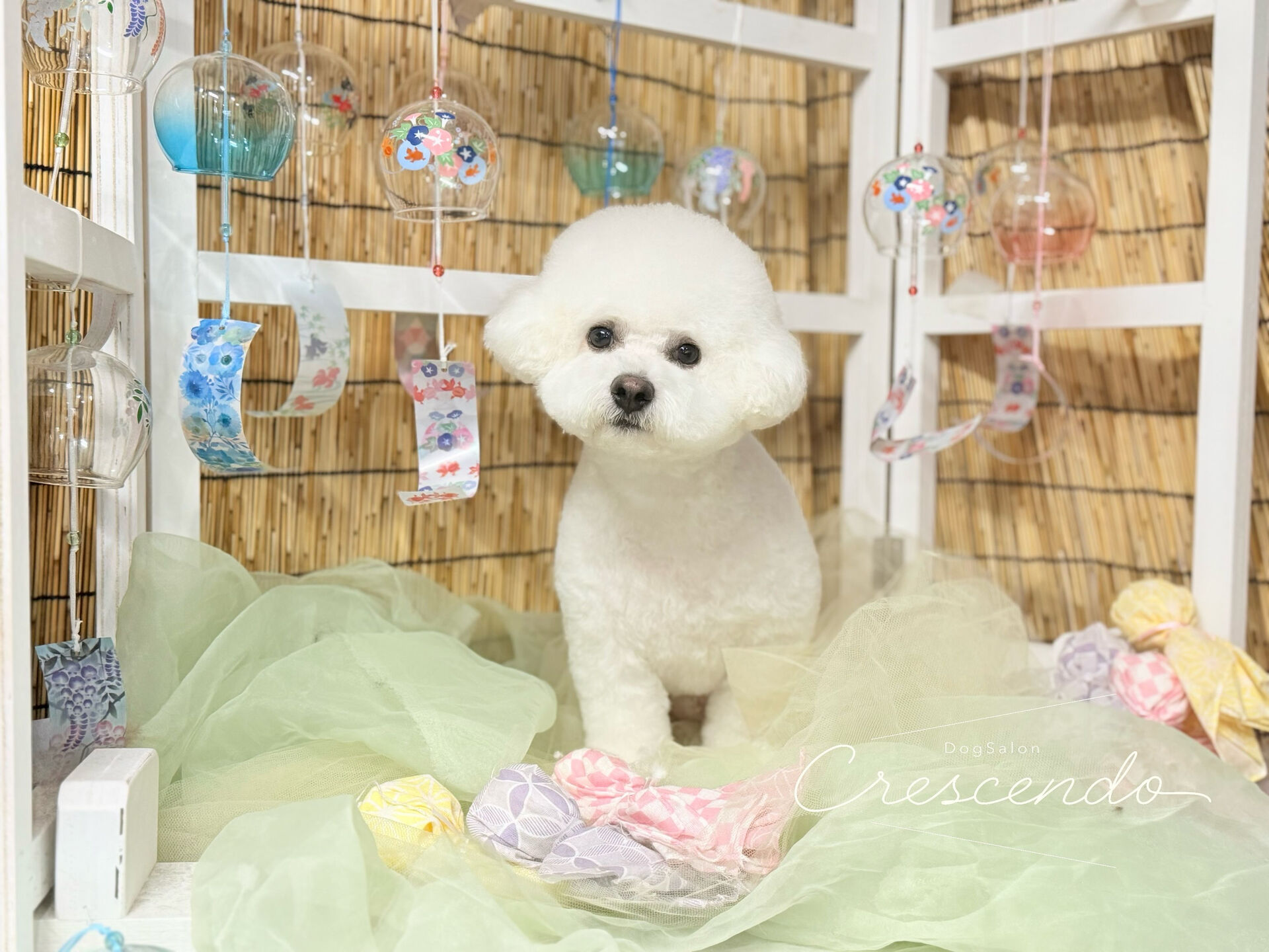 ビショさんの耳ぴょこカット✂️✨️