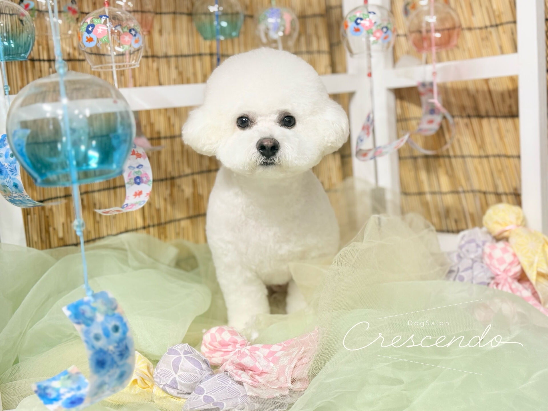 ビショさんの耳ぴょこカット✂️✨️