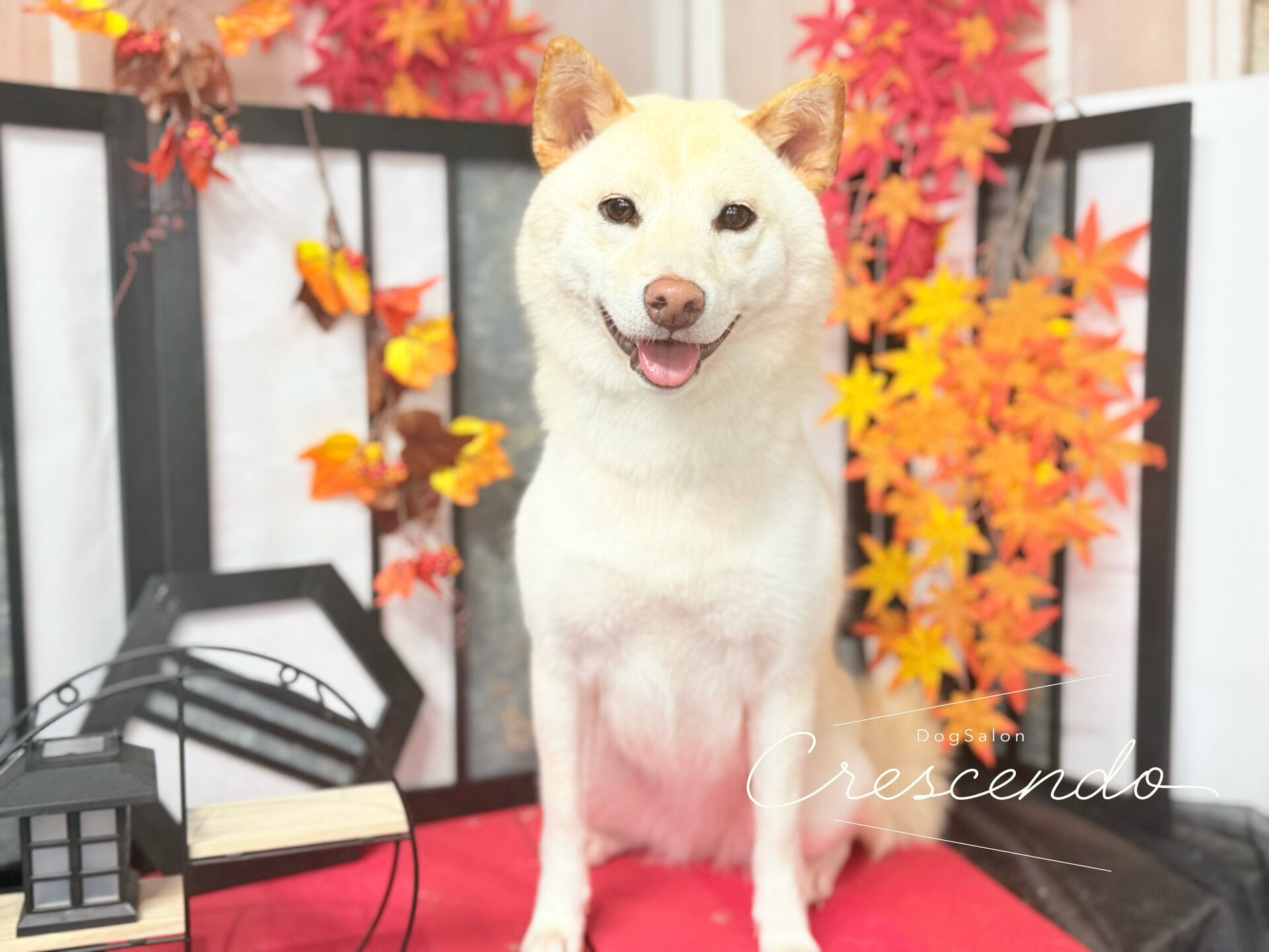 初めましての柴犬さん🐕 ͗ ͗