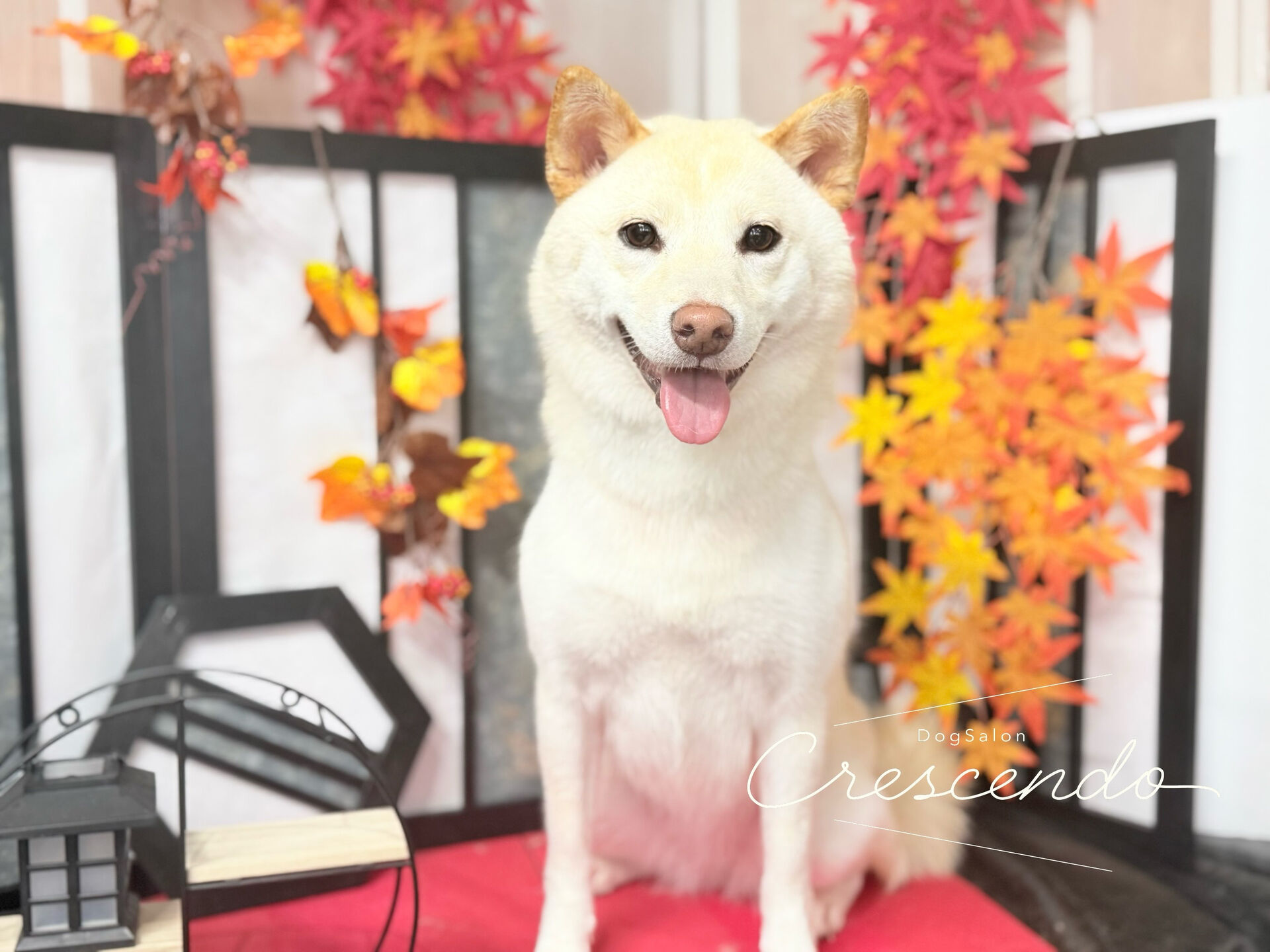 初めましての柴犬さん🐕 ͗ ͗