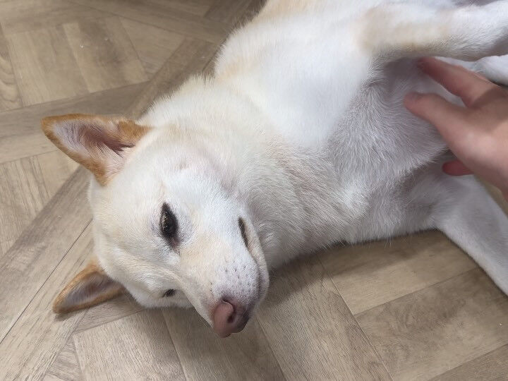初めましての柴犬さん🐕 ͗ ͗