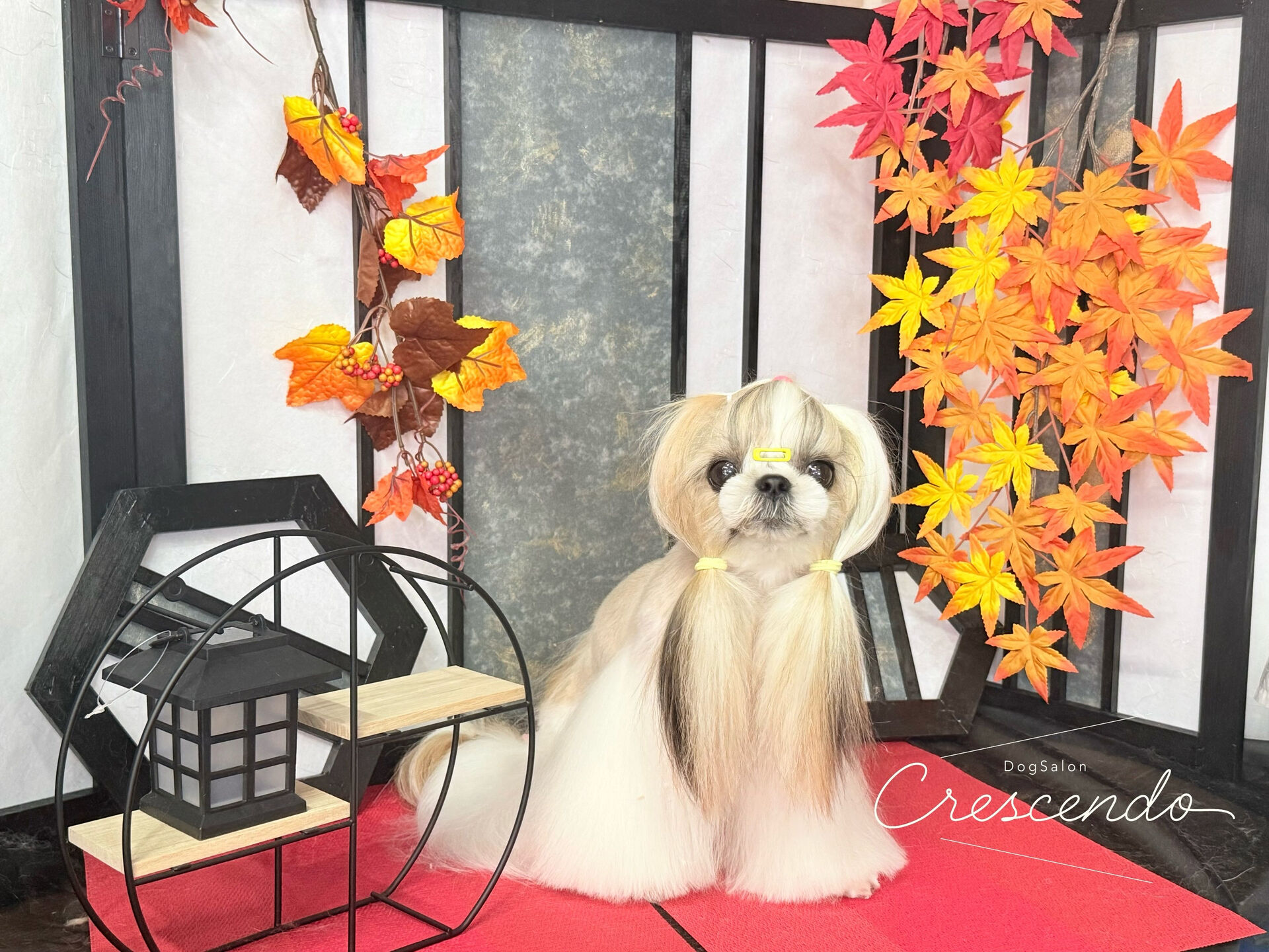 シーズーさんでこんなにストレートな毛質してるの本当に羨ましい