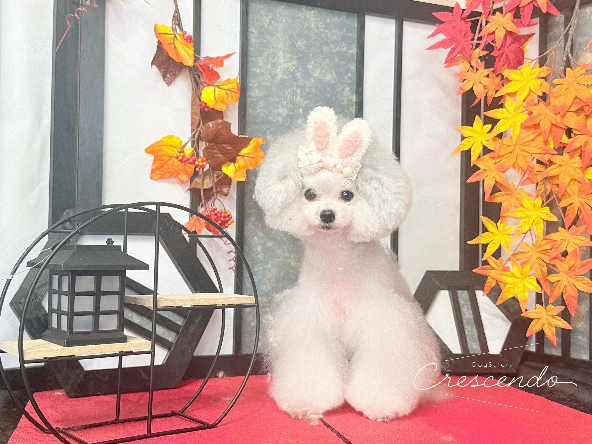 トップノットだからうさ耳が付けやすい☺️