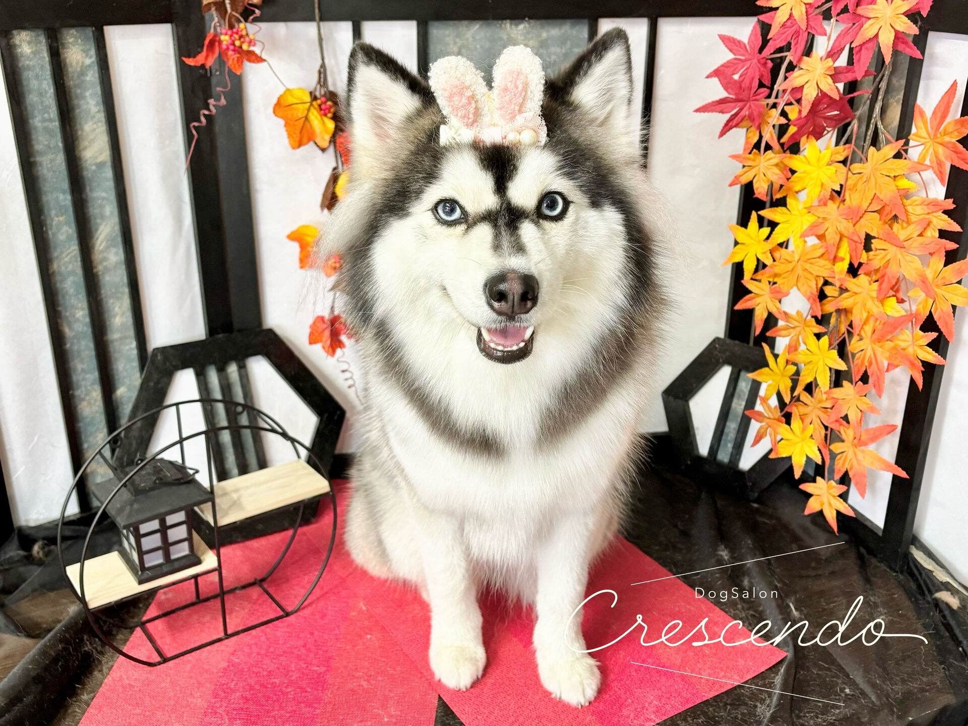 クイックシャンプーでご来店のポンスキーちゃん😍
