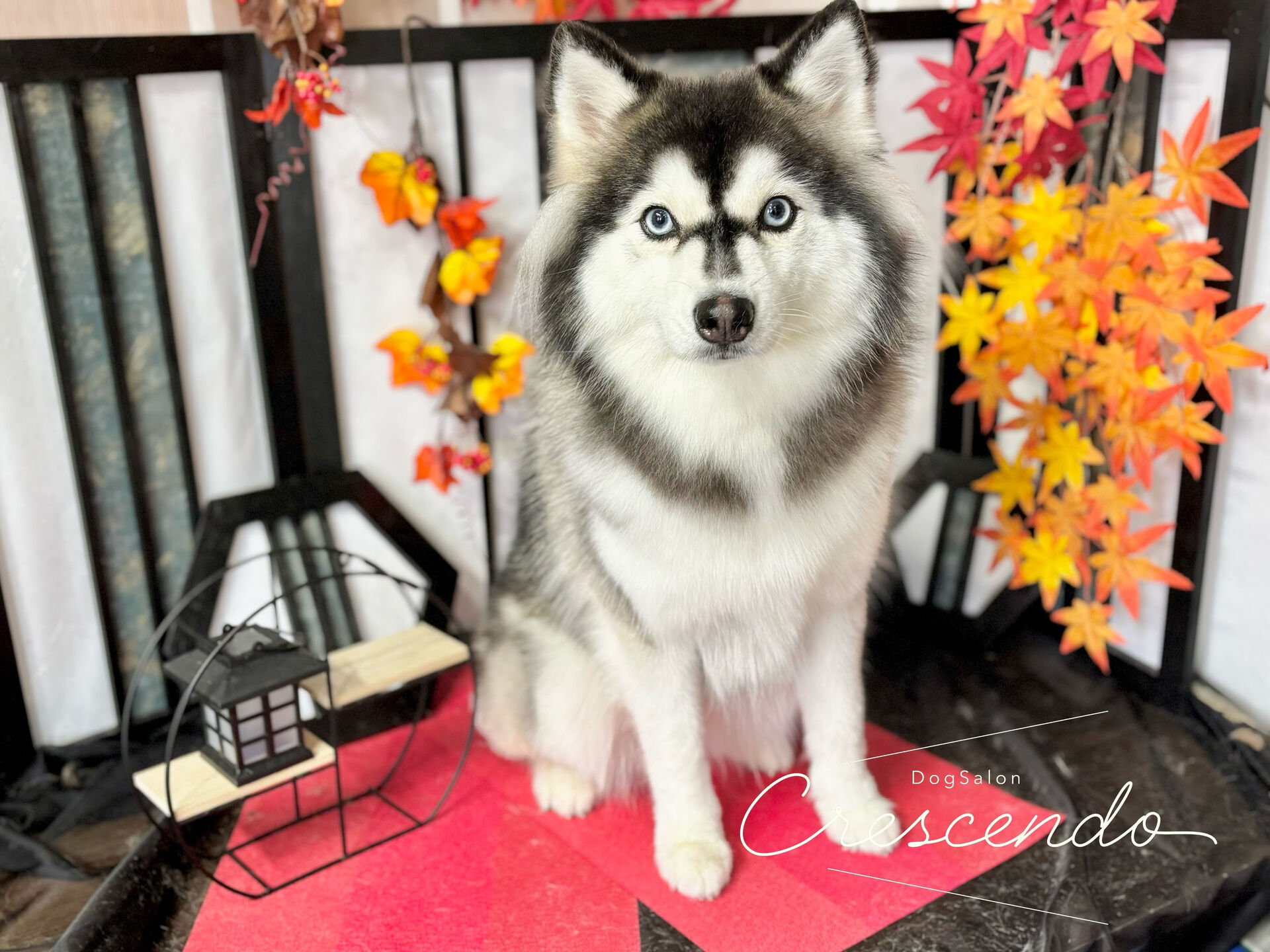 クイックシャンプーでご来店のポンスキーちゃん😍