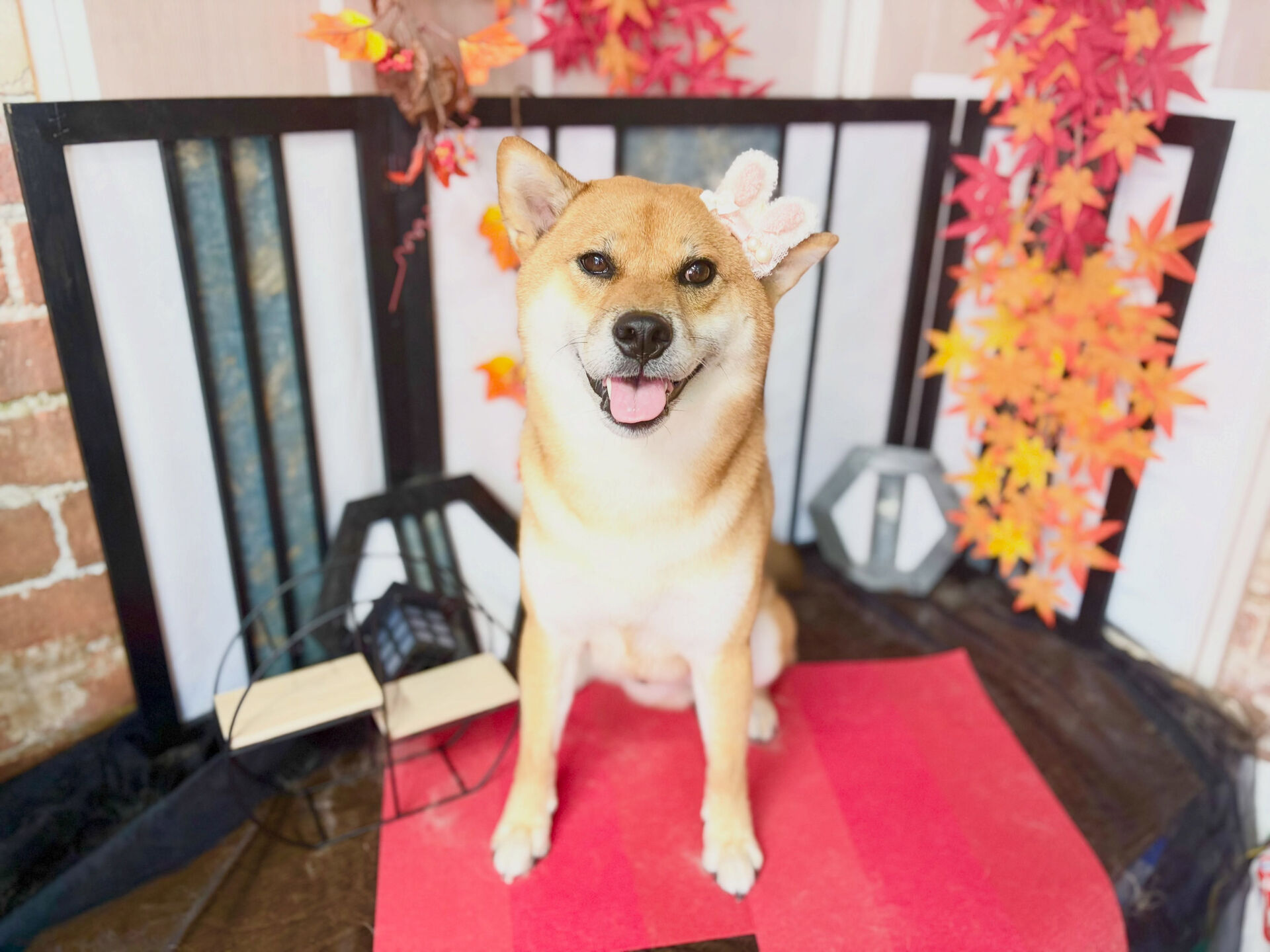 シャンプーコースの柴犬さん😄