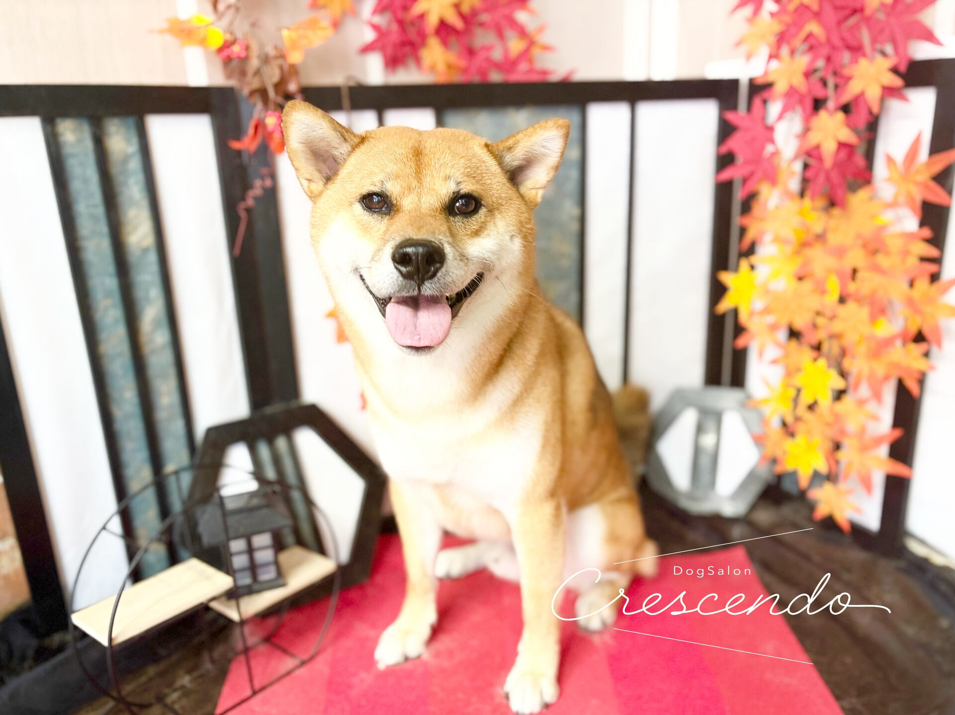 シャンプーコースの柴犬さん😄