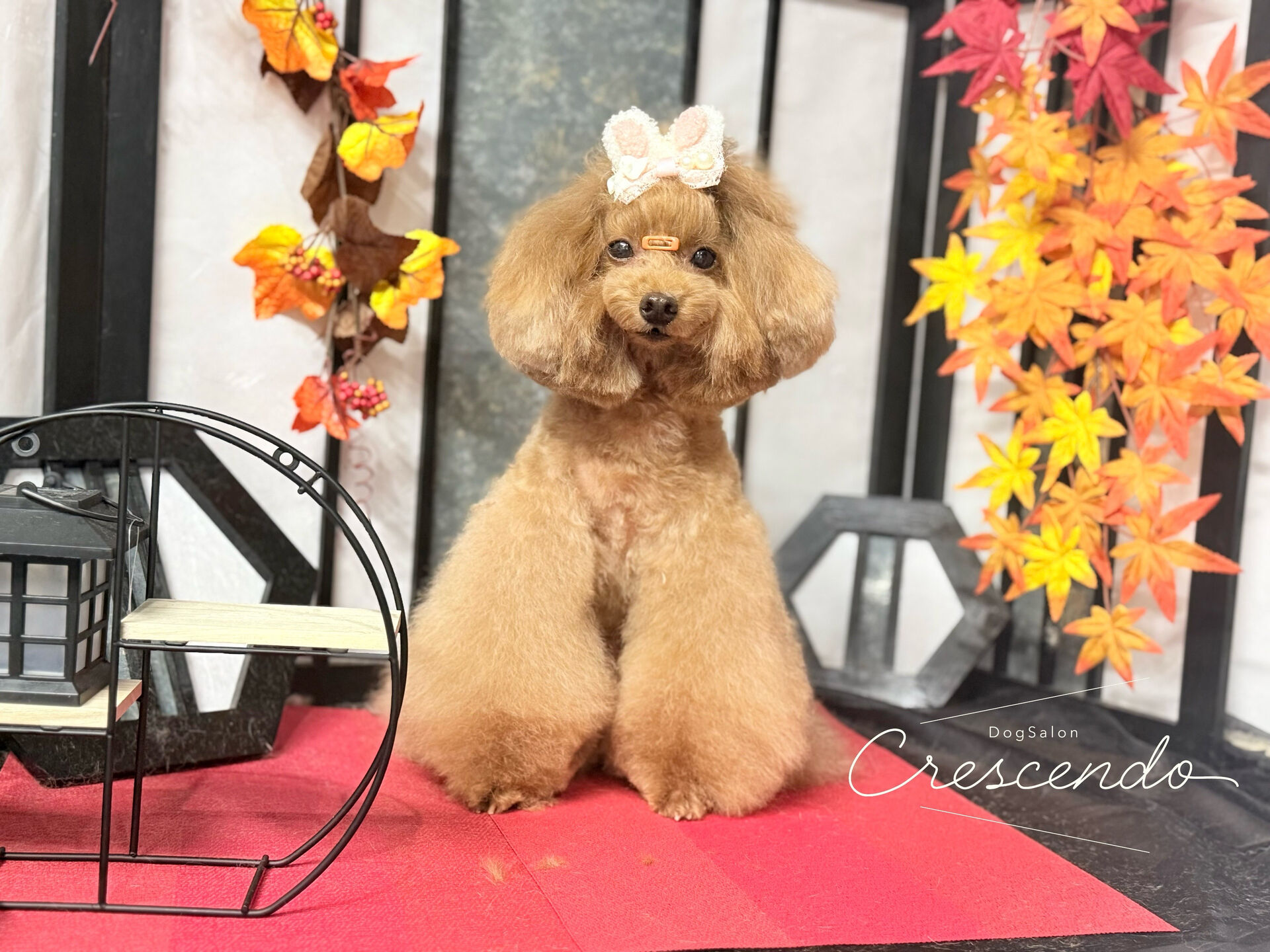 耳ロングからイメチェン✨️