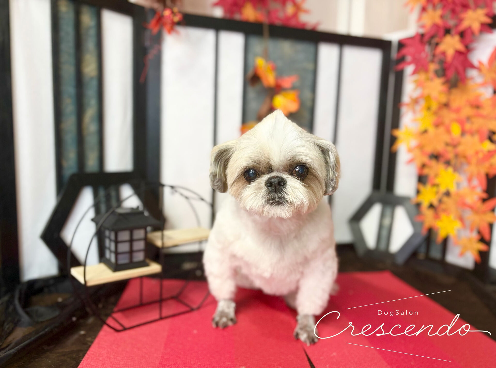 カットコースのシーズーさん😊