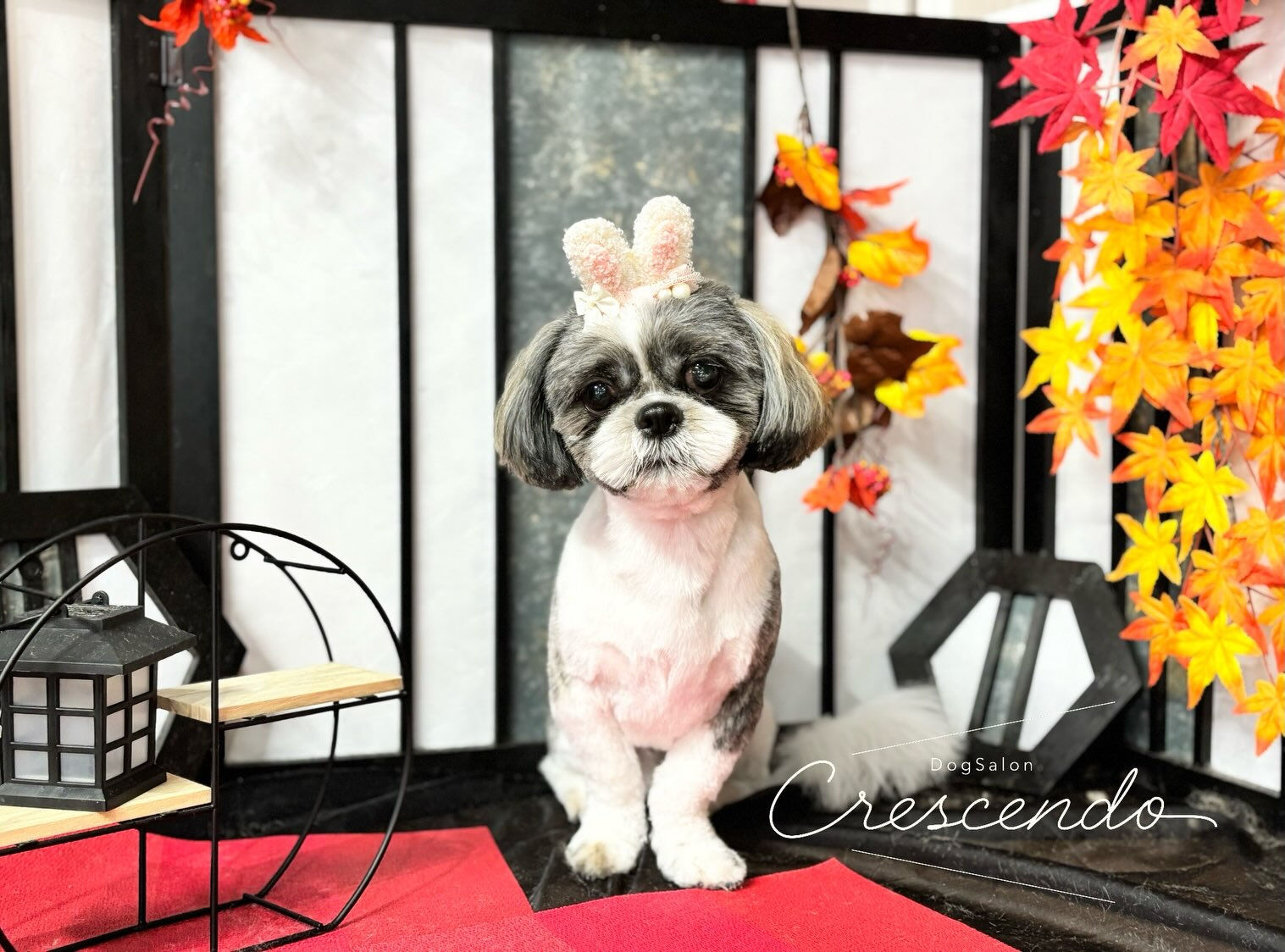 クン活大好きシーズーちゃんが来てくれました😊