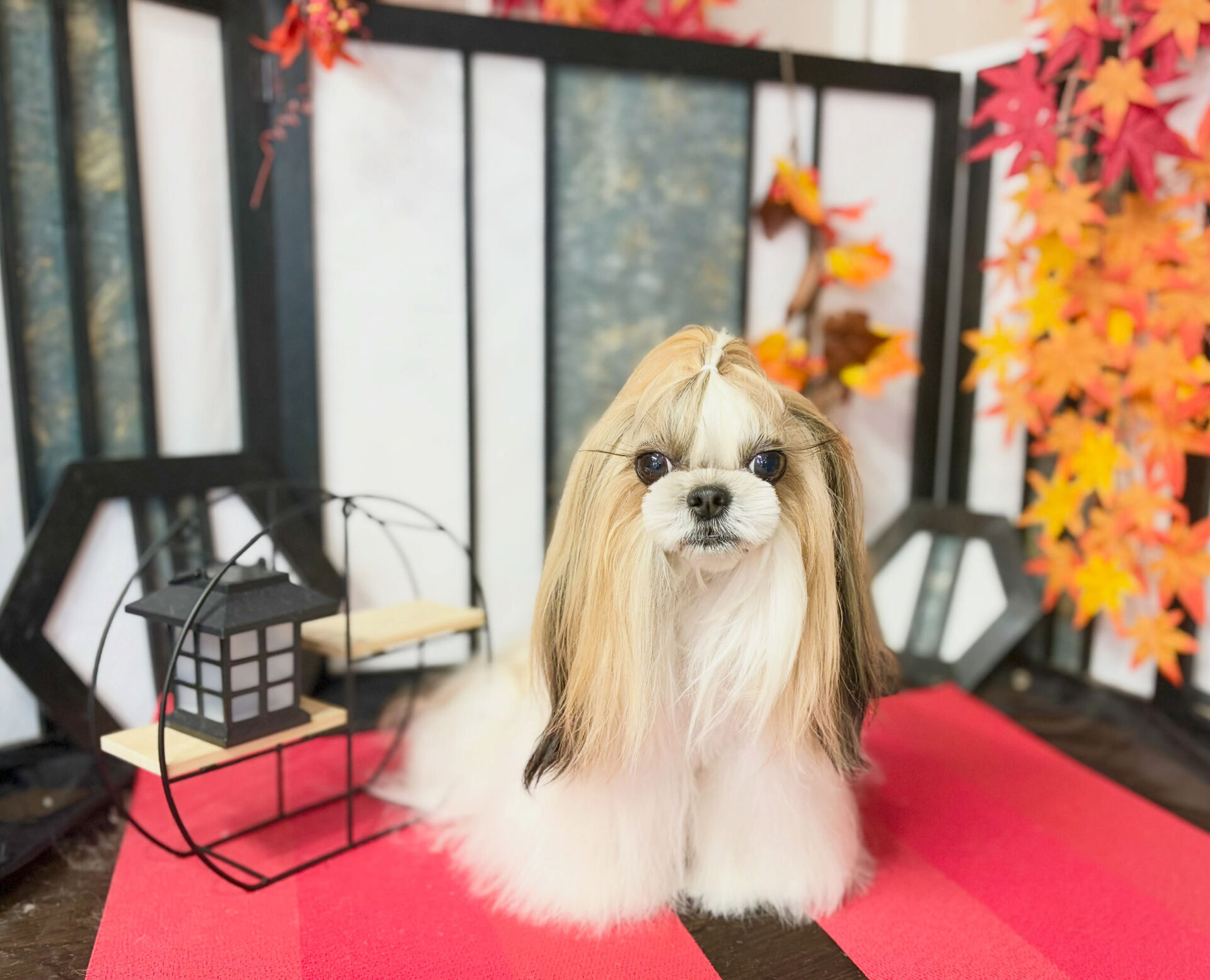 カットコースのシーズーさん😊