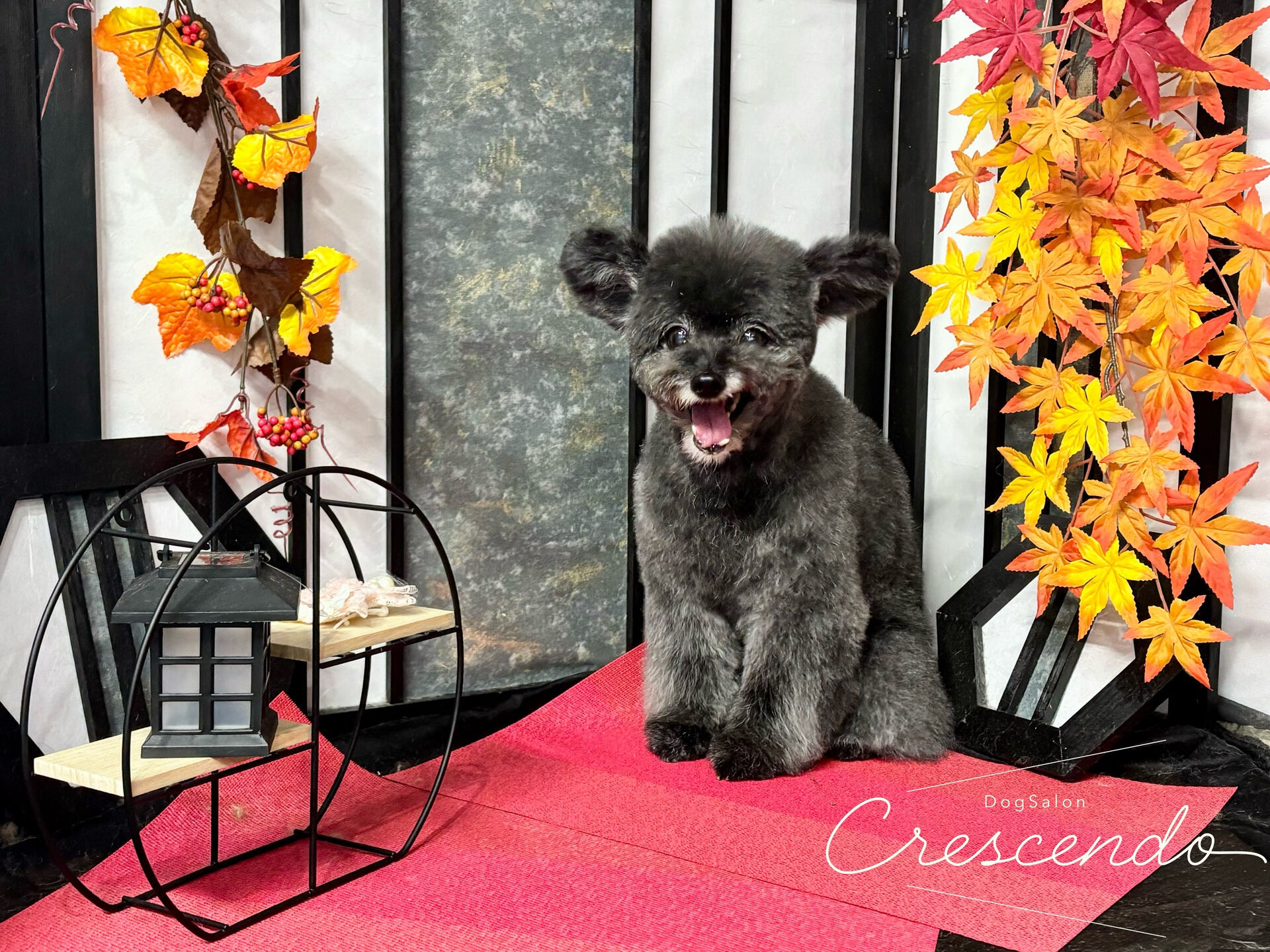 ミックスさんがきてくれました🐶