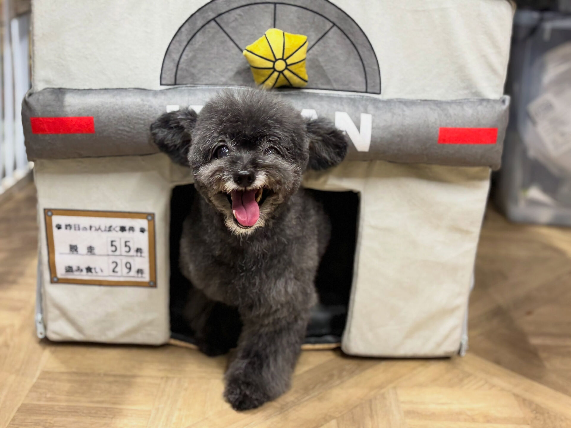 ミックスさんがきてくれました🐶