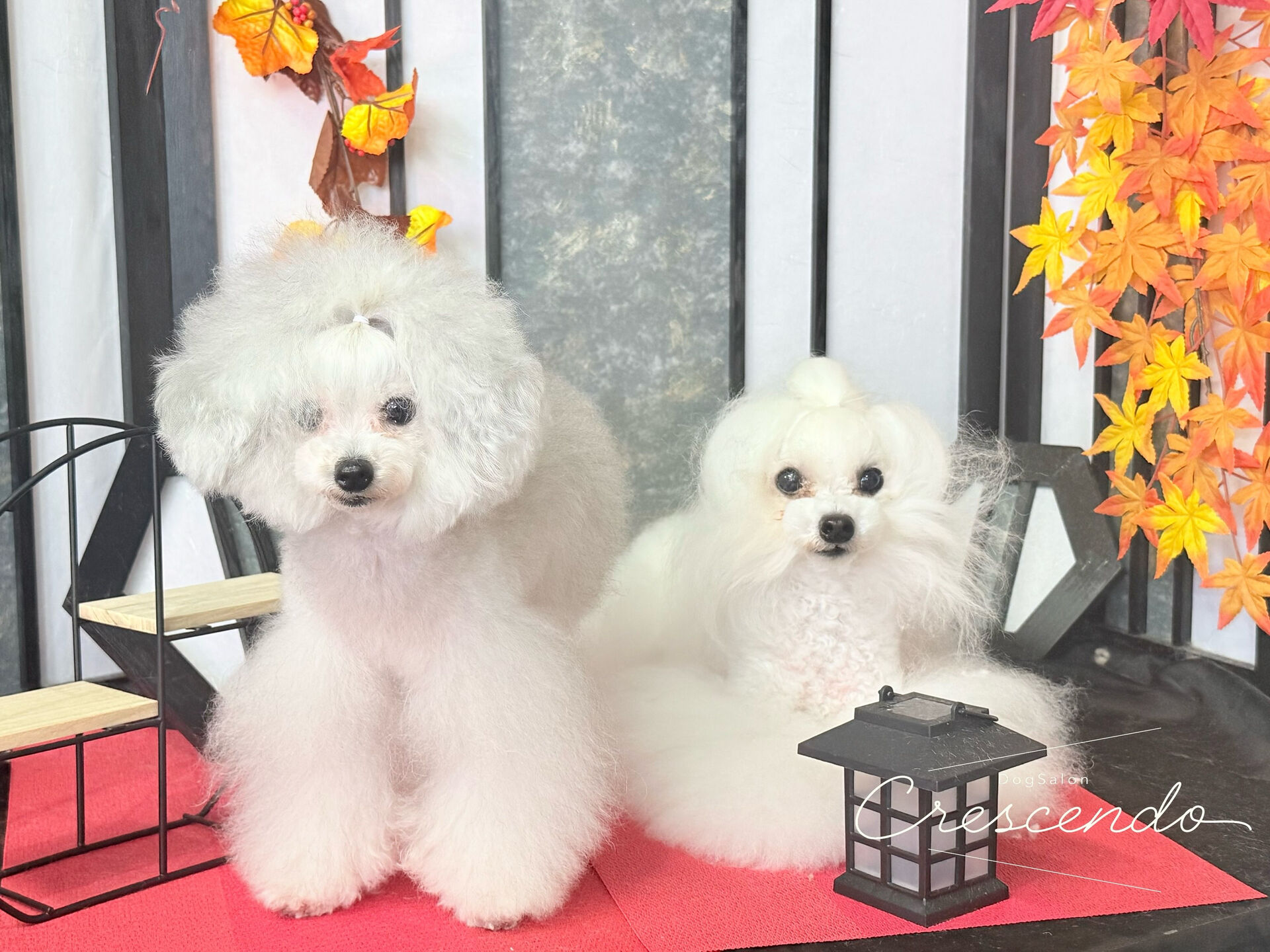 トップノットのプードルず🐩