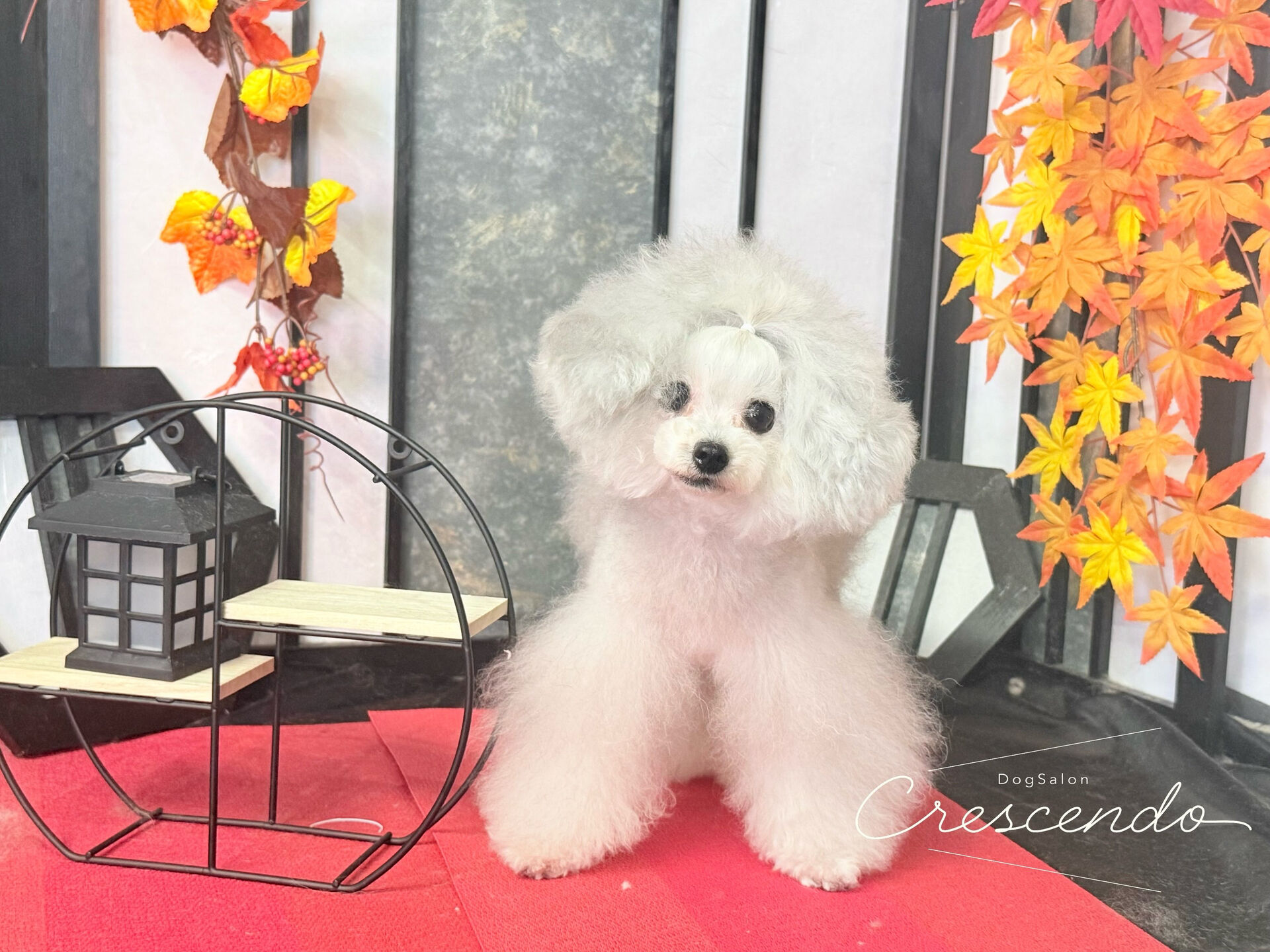 トップノットのプードルず🐩