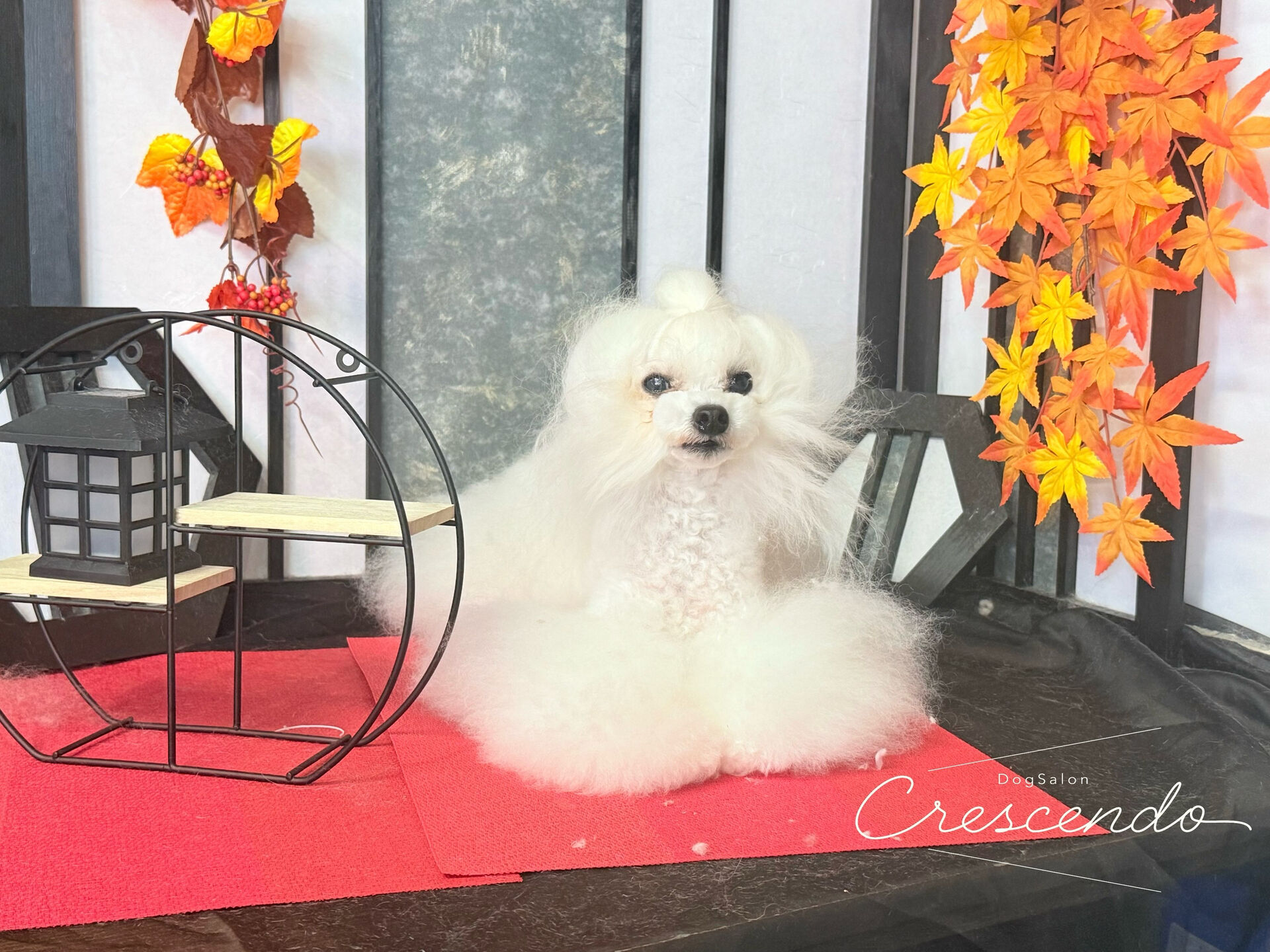 トップノットのプードルず🐩