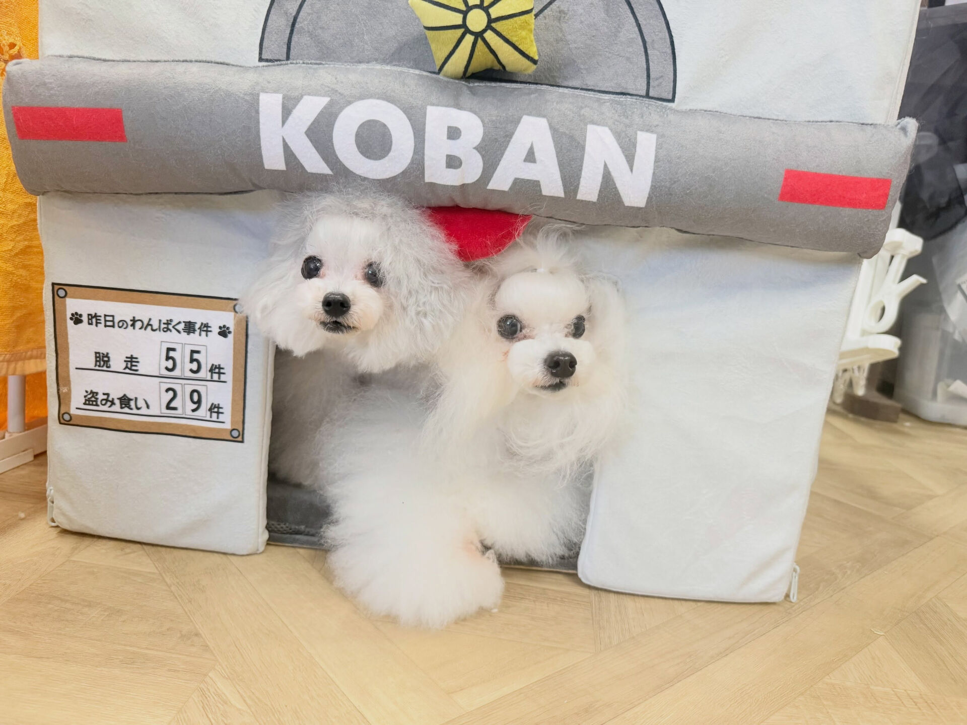 トップノットのプードルず🐩