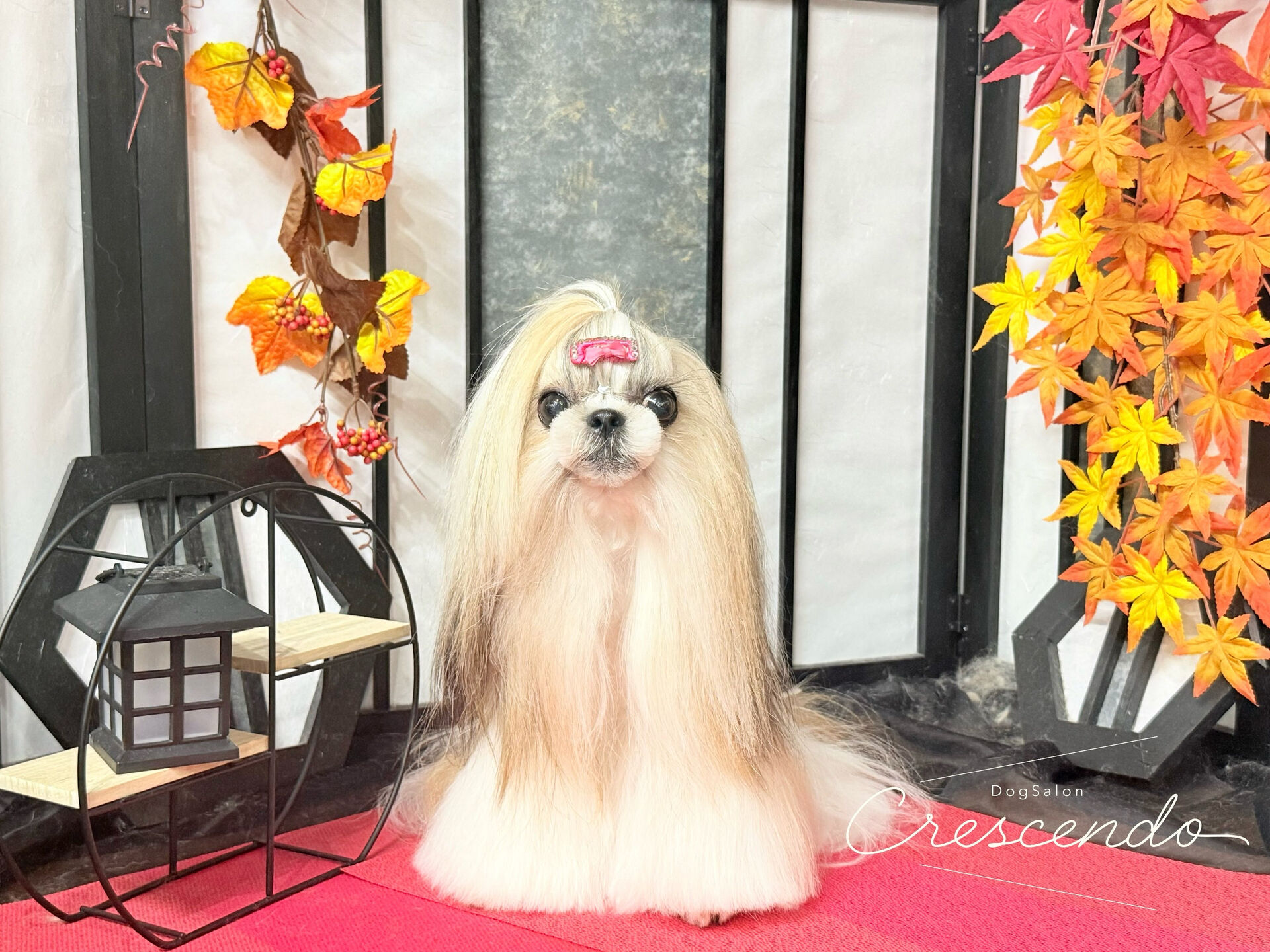 トップノットラインを変更してから結構経ち、