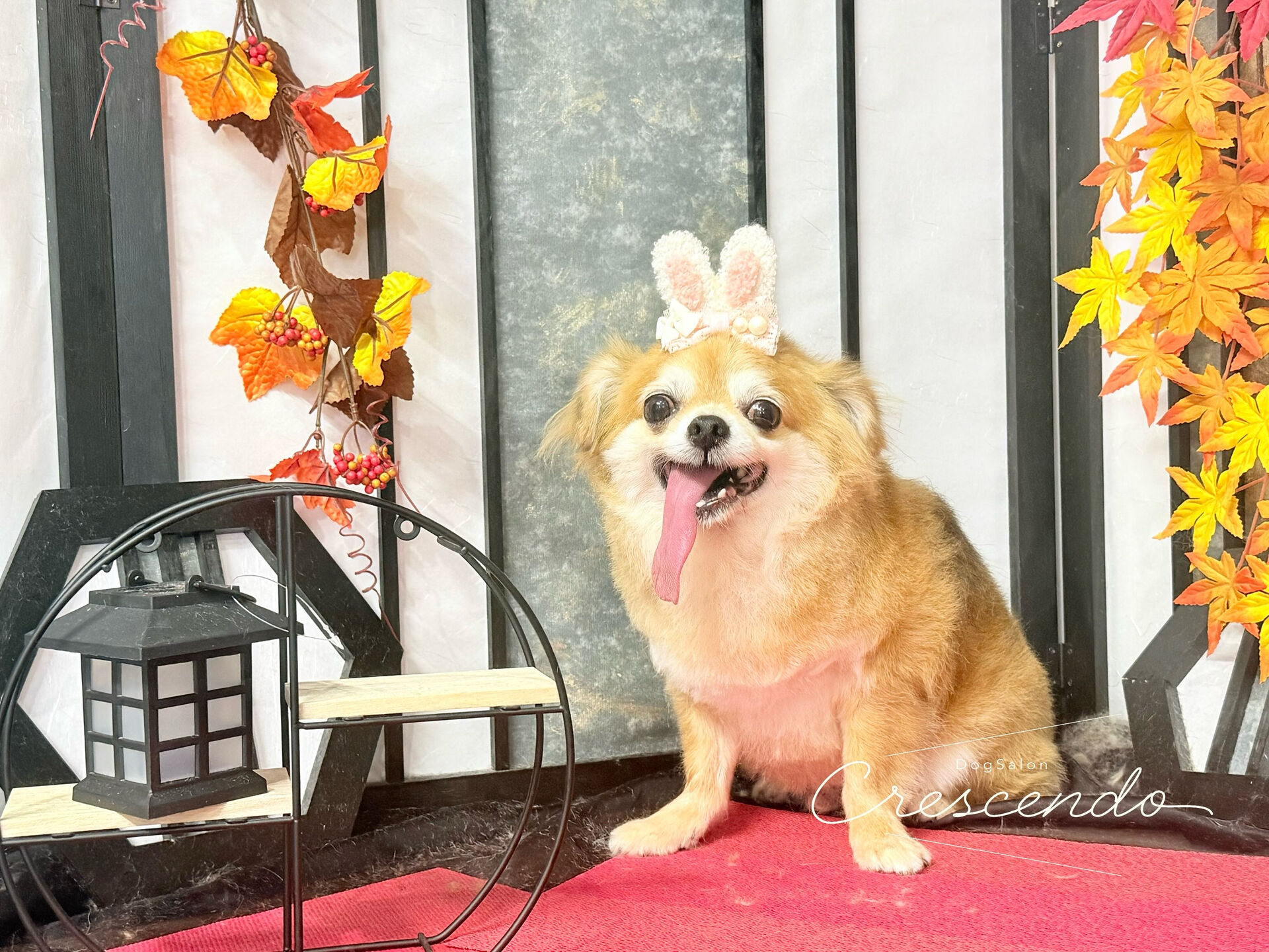 相方さんのちわわさん🔰
