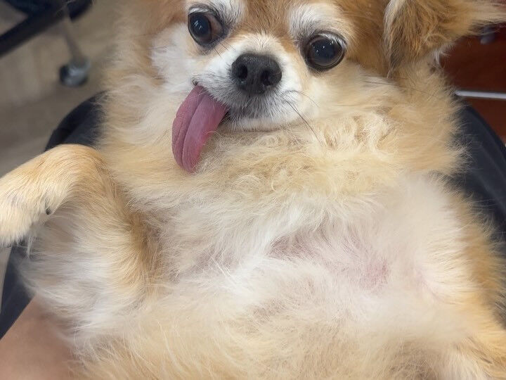 相方さんのちわわさん🔰