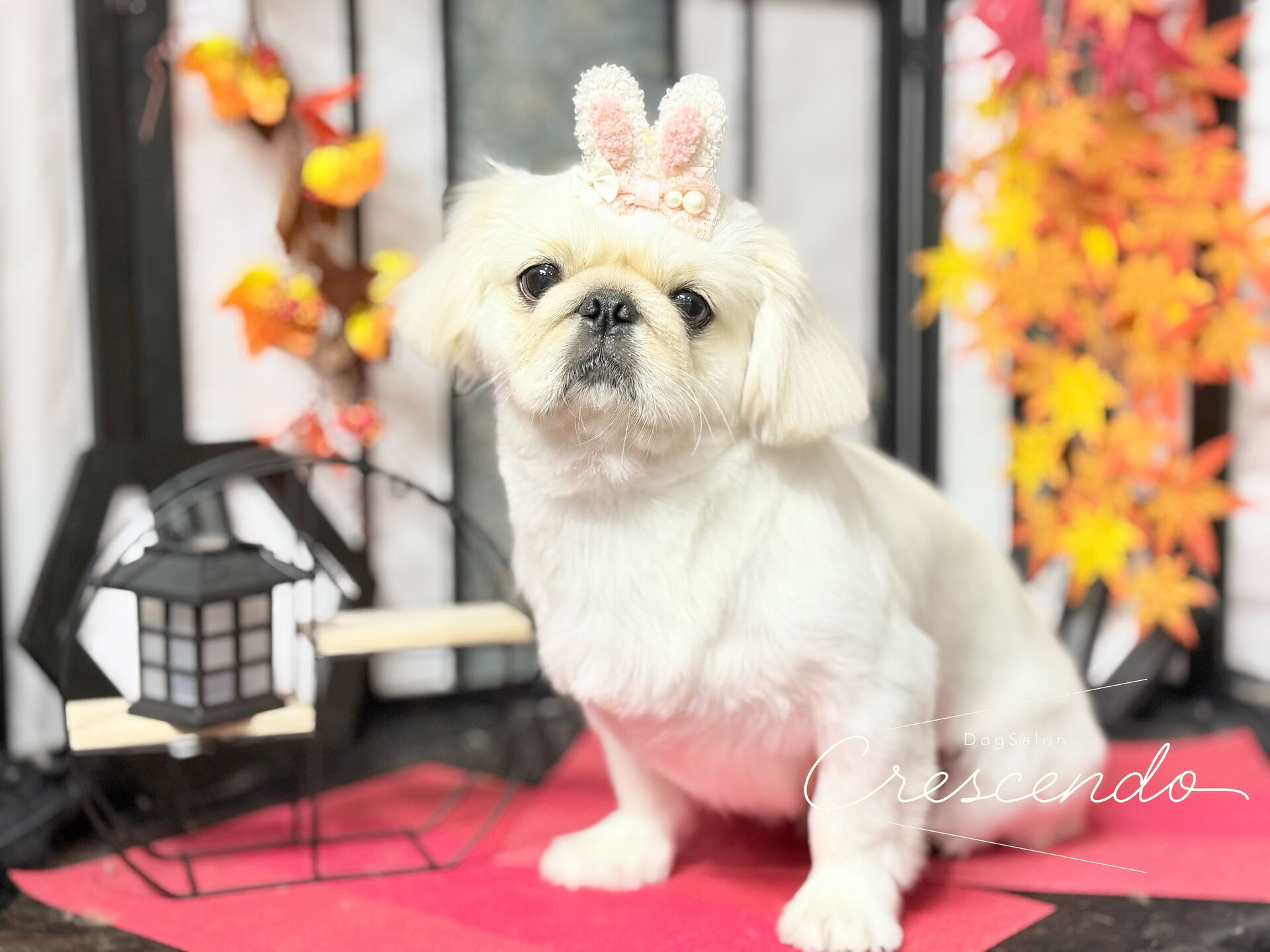 今回はシャンプーで来てくれたぺきちゃん🎶