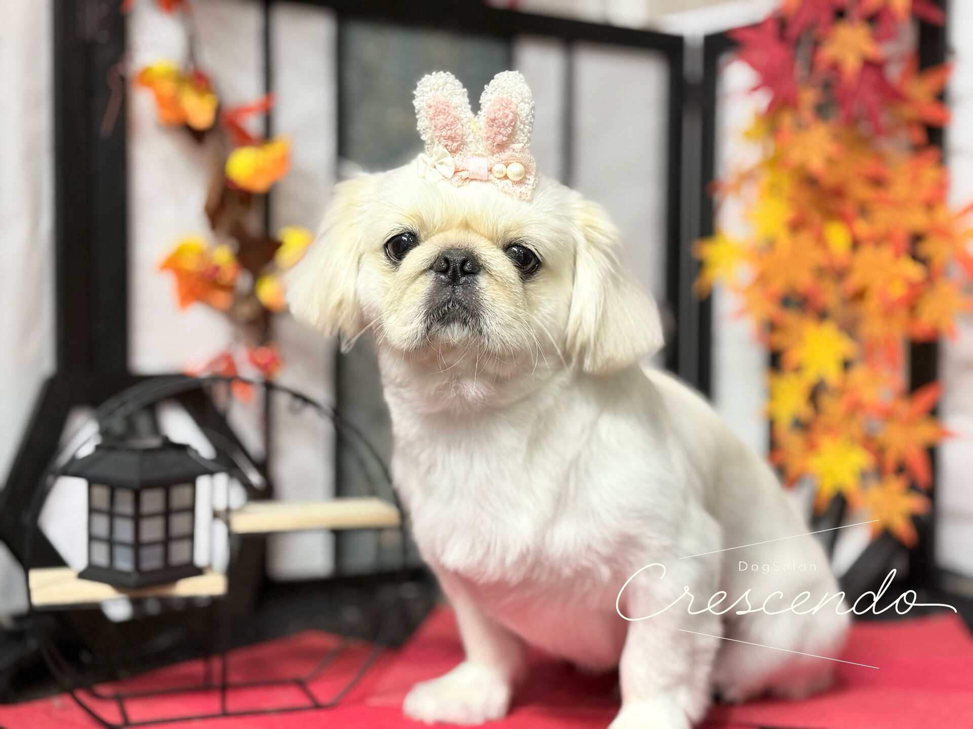 今回はシャンプーで来てくれたぺきちゃん🎶