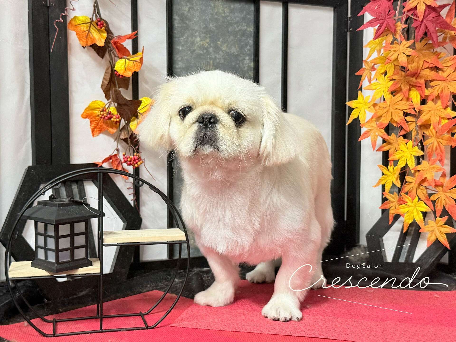 今回はシャンプーで来てくれたぺきちゃん🎶