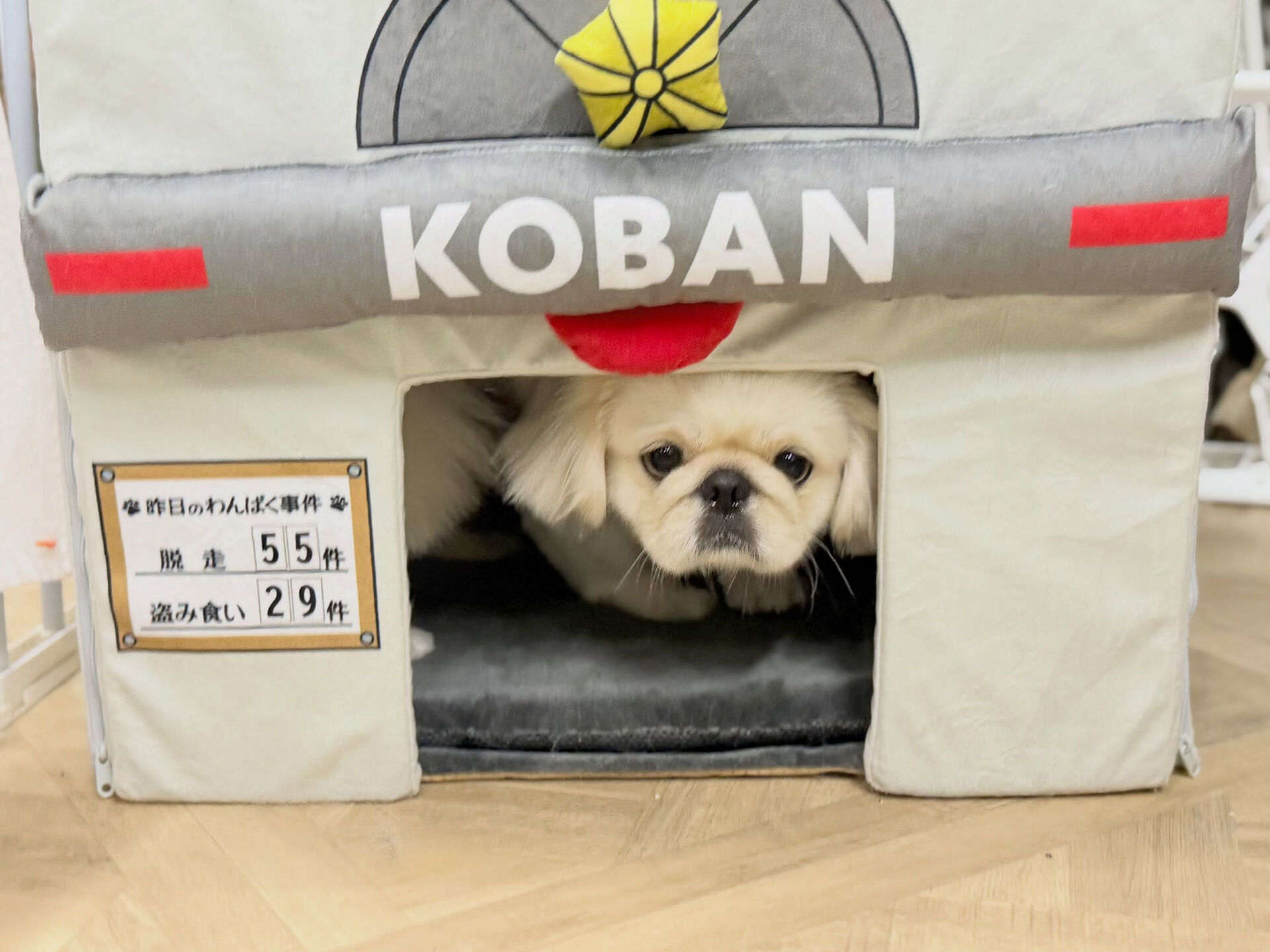 今回はシャンプーで来てくれたぺきちゃん🎶
