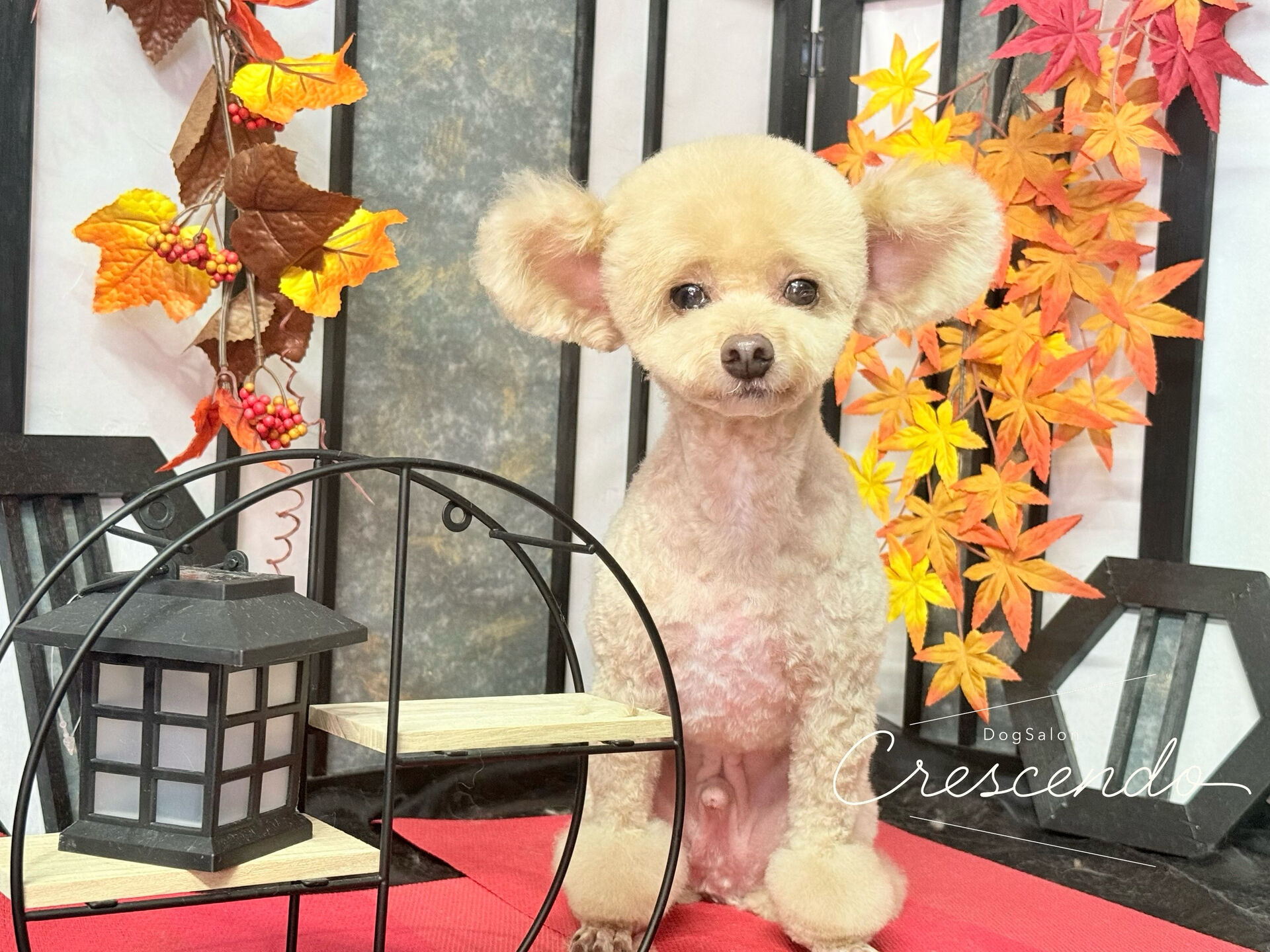 四足としっぽに小さい丸がいっぱいのカット✨️