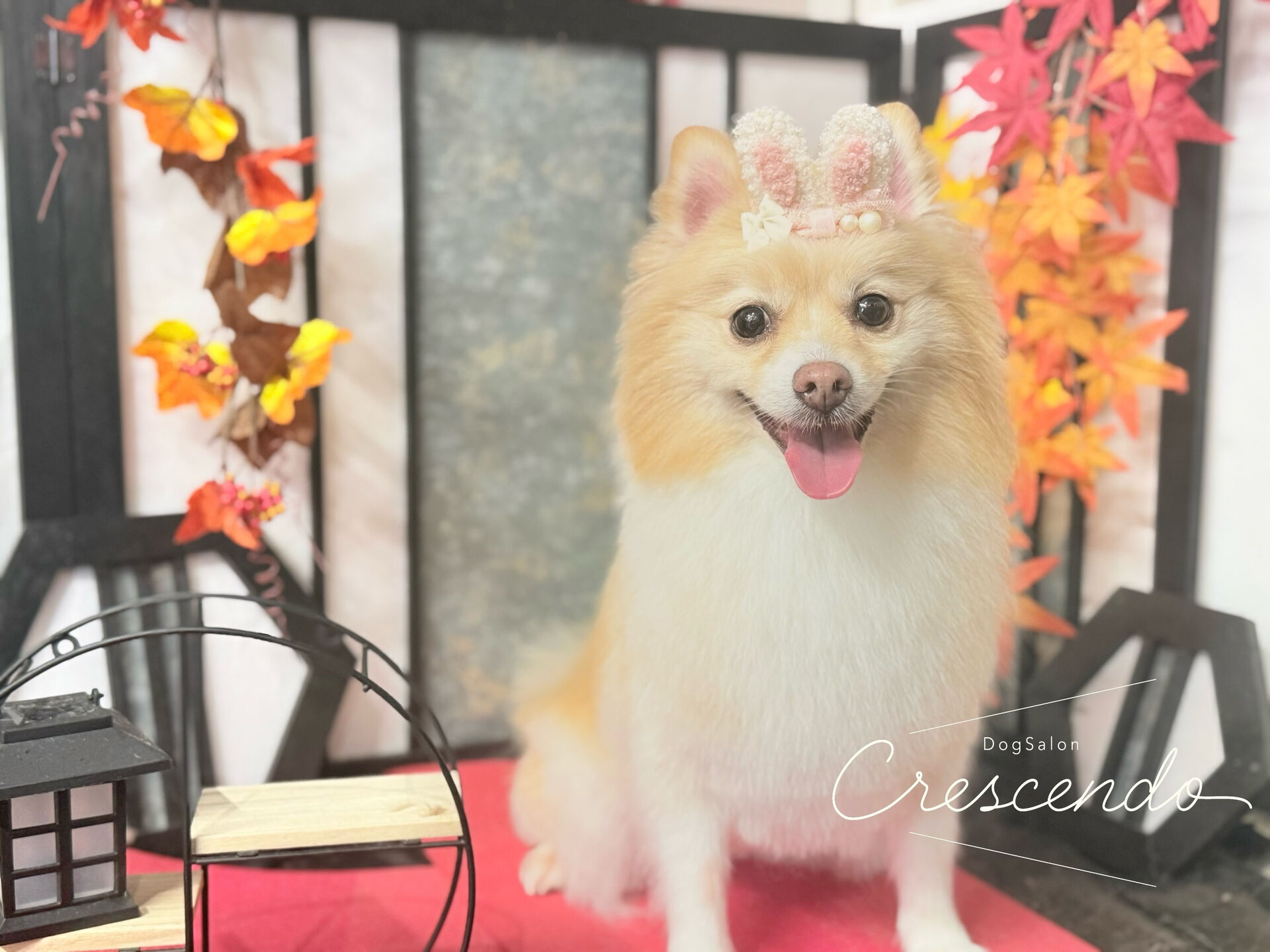 初めましてのポメさん✨