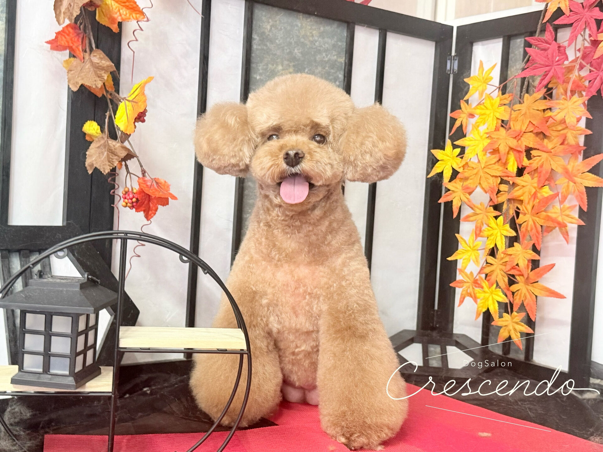 今日も元気いっぱい🎶