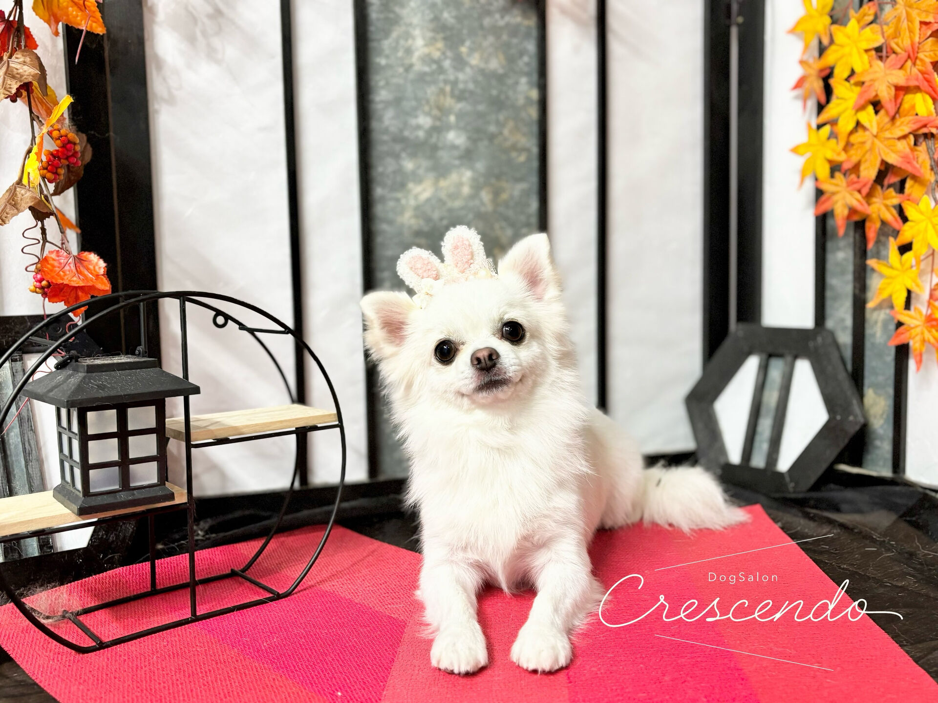 チワワちゃんが来てくれました🐶💕