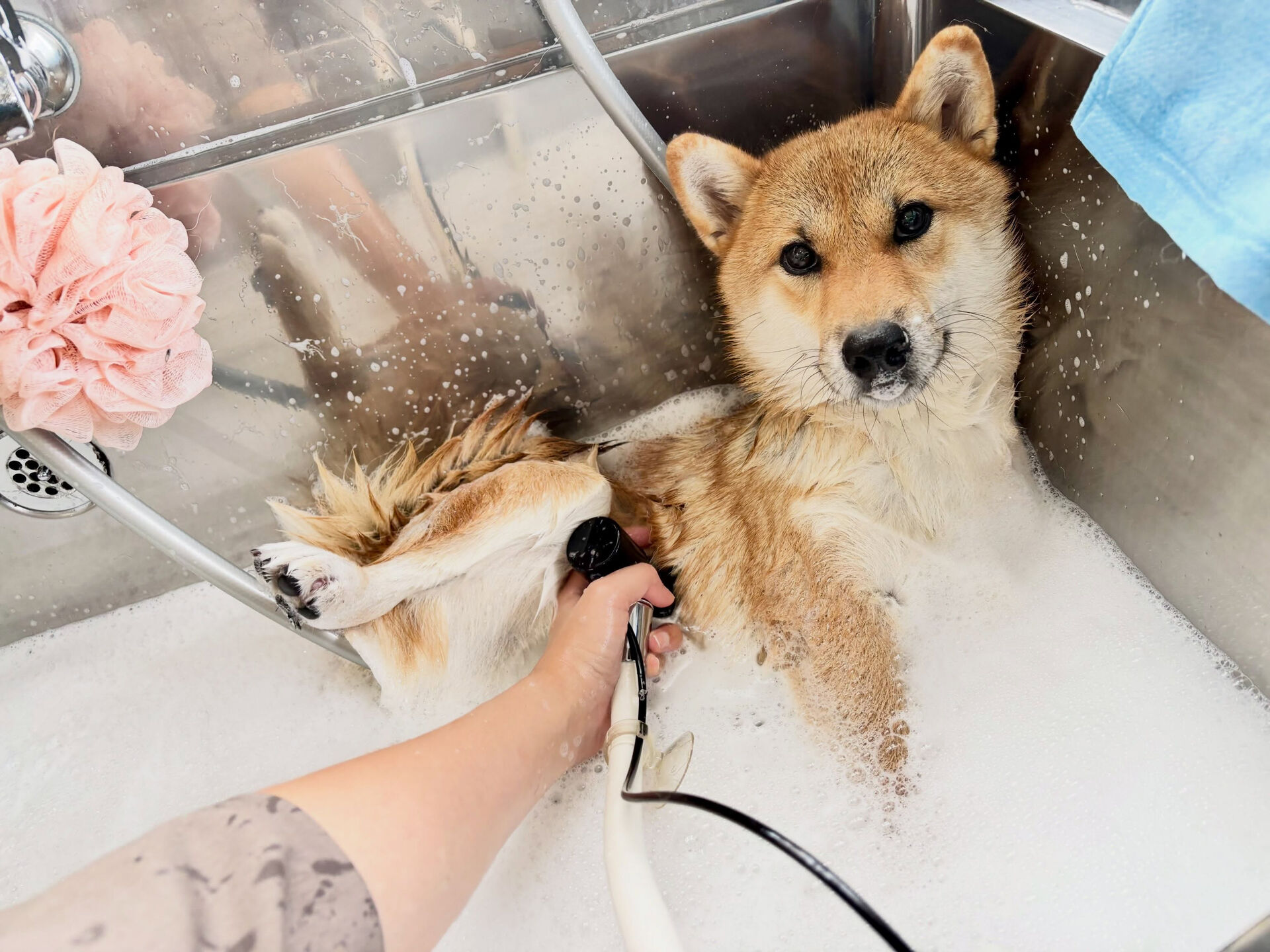 柴犬さんが来てくれました🐶