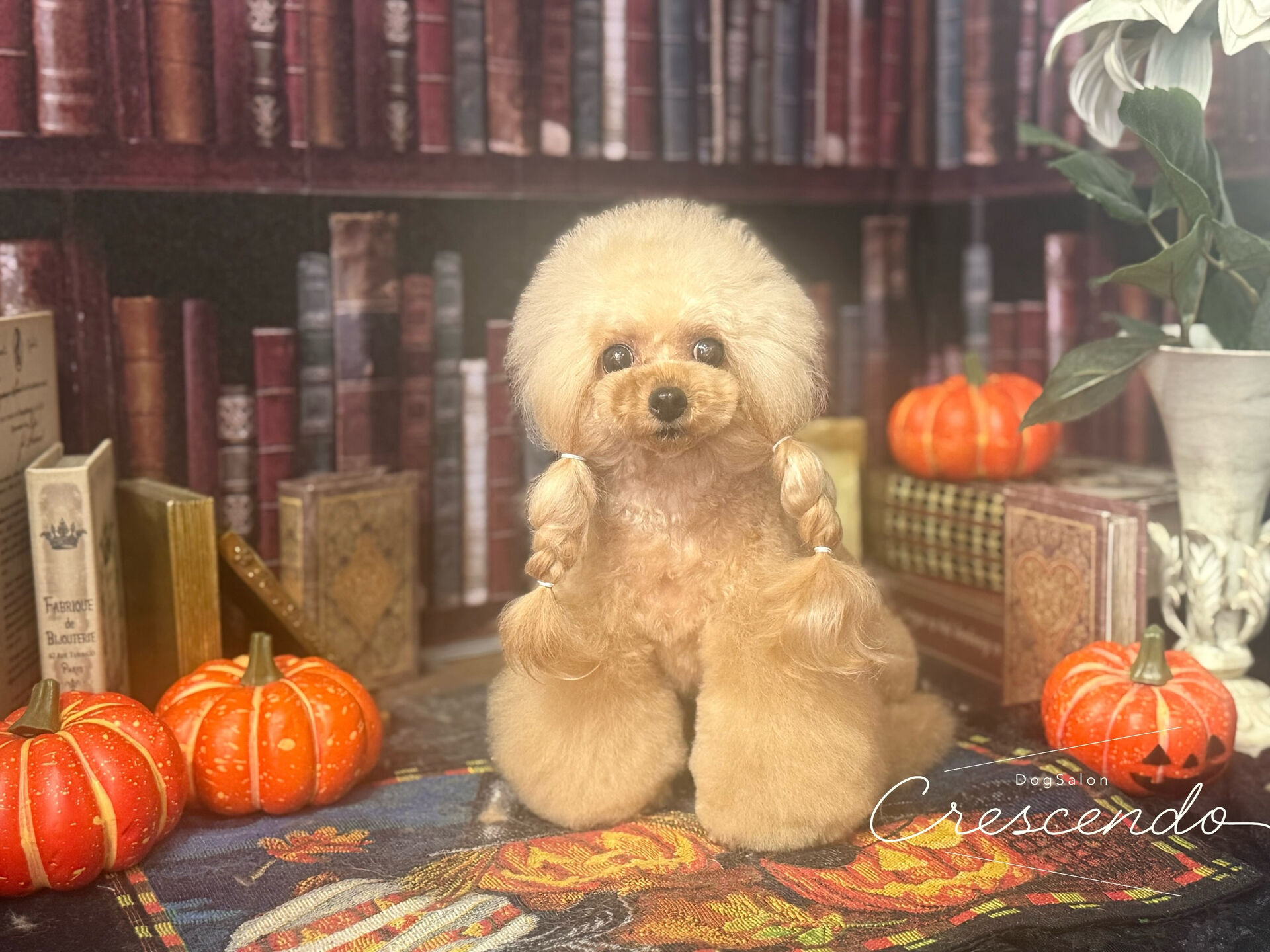 アフロングのプードルさん🐩✨️