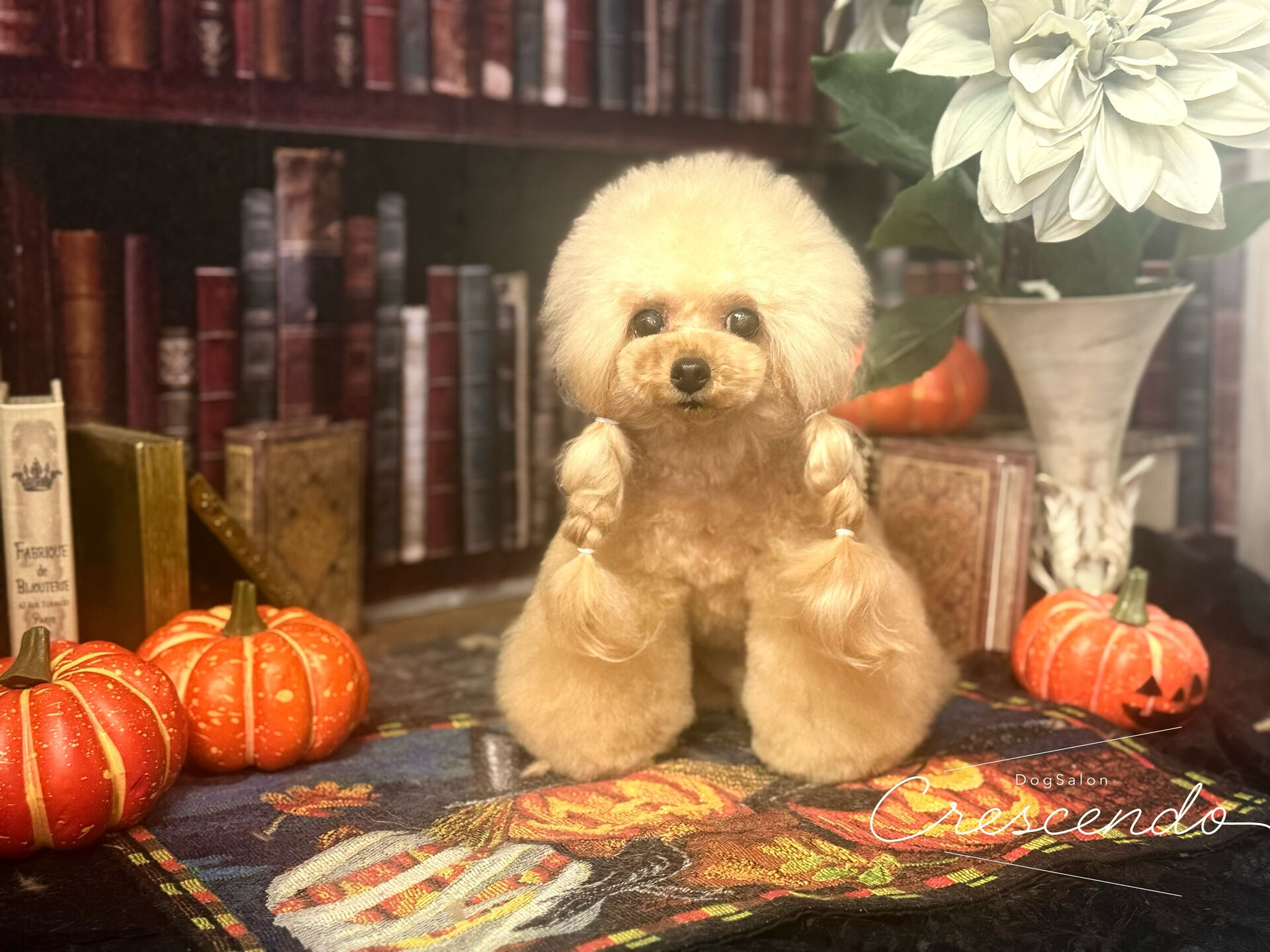 アフロングのプードルさん🐩✨️